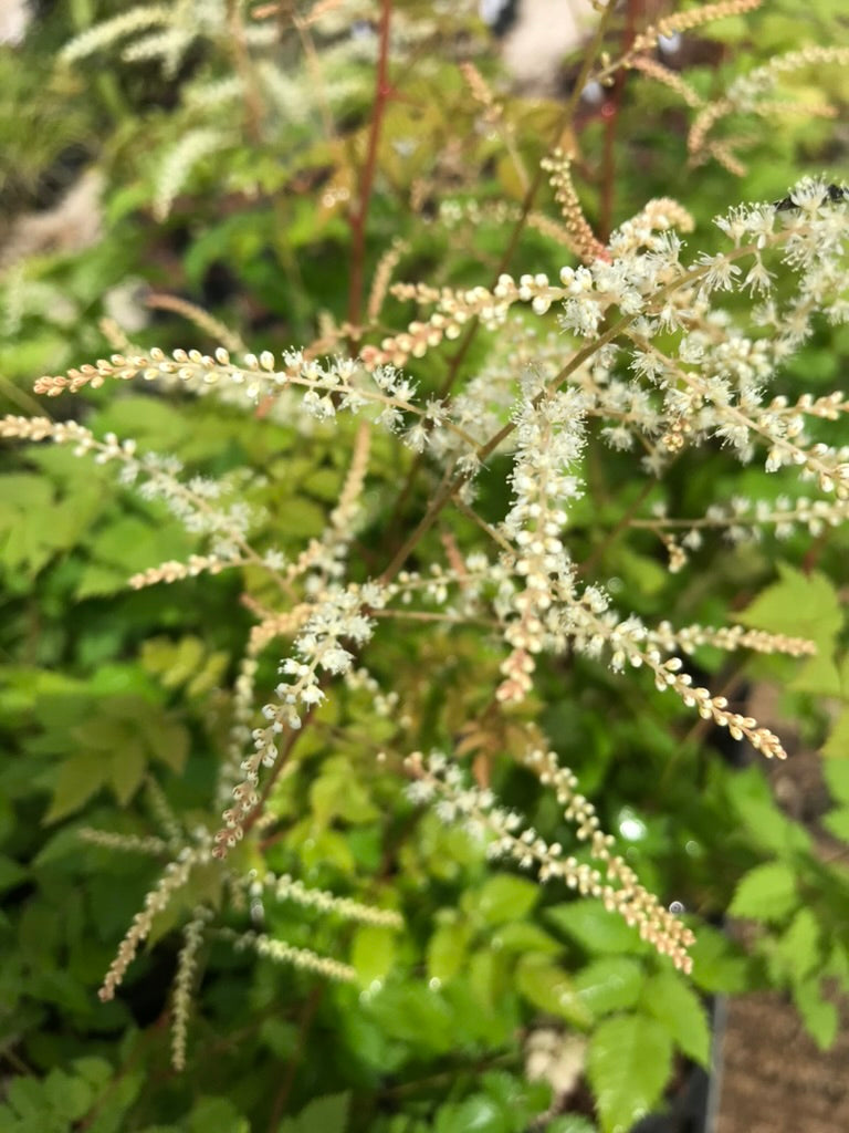 Aruncus &#39;Misty Lace&#39;