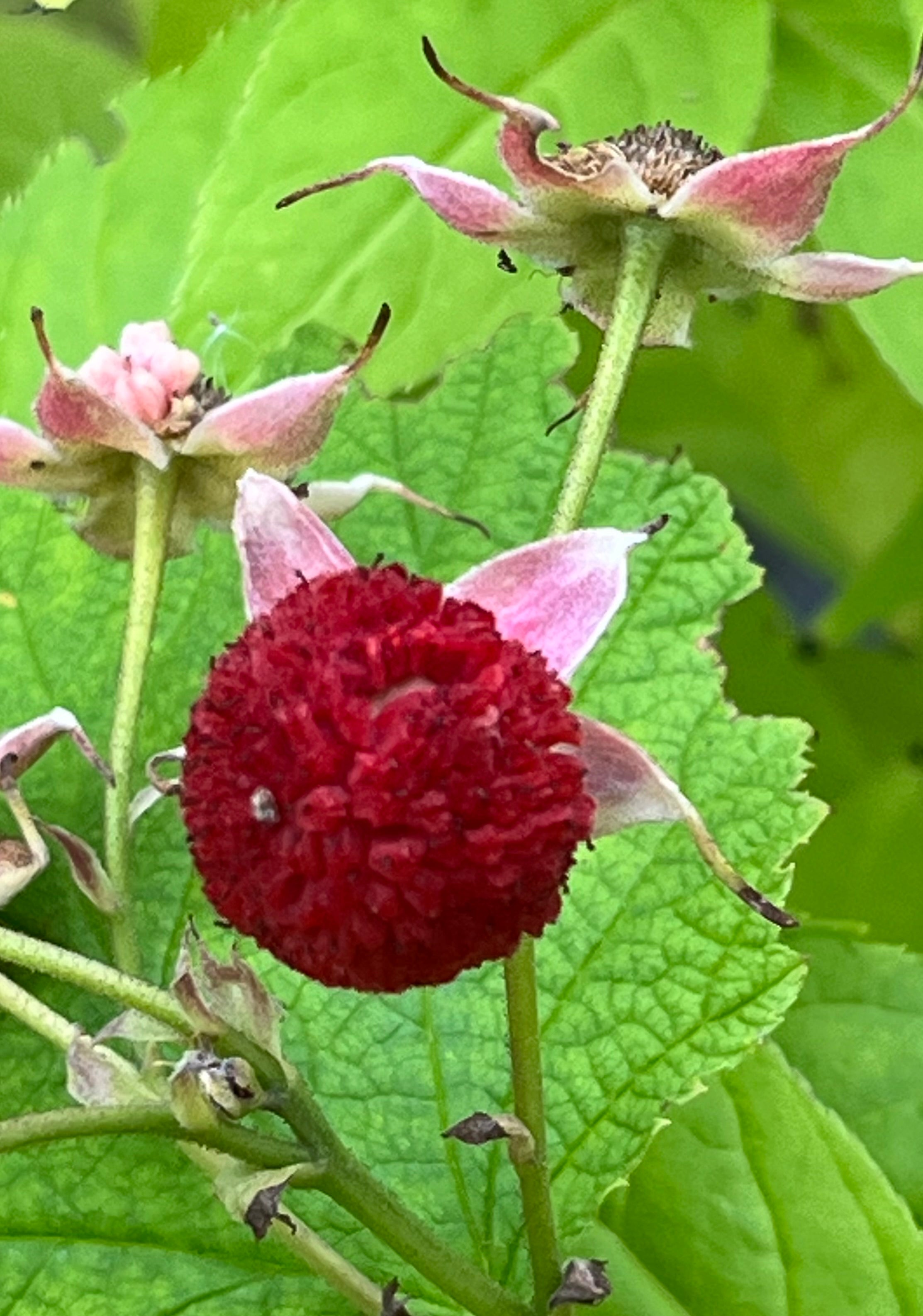 Rubus parviflorus ‘Bill Baker’