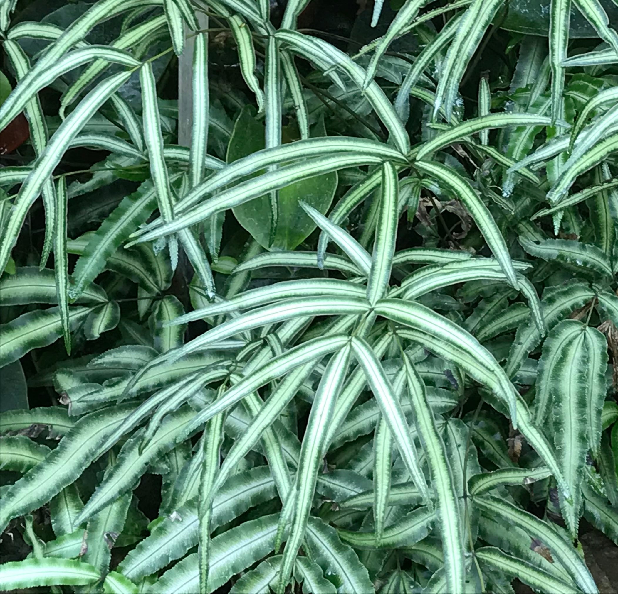 Pteris cretica 'Albolineata' (Pteris nipponica)
