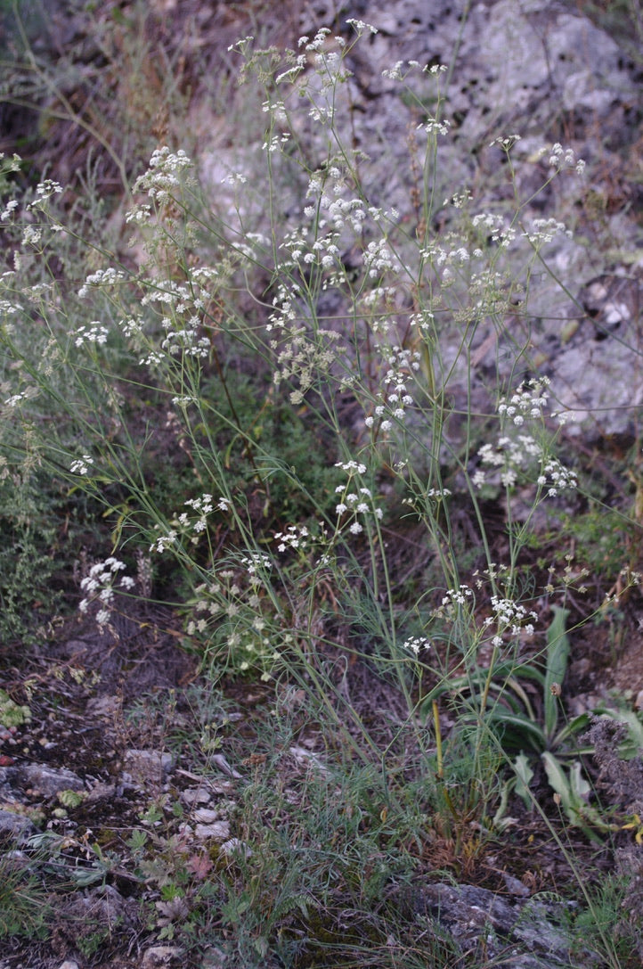 Seseli elatum var. osseum