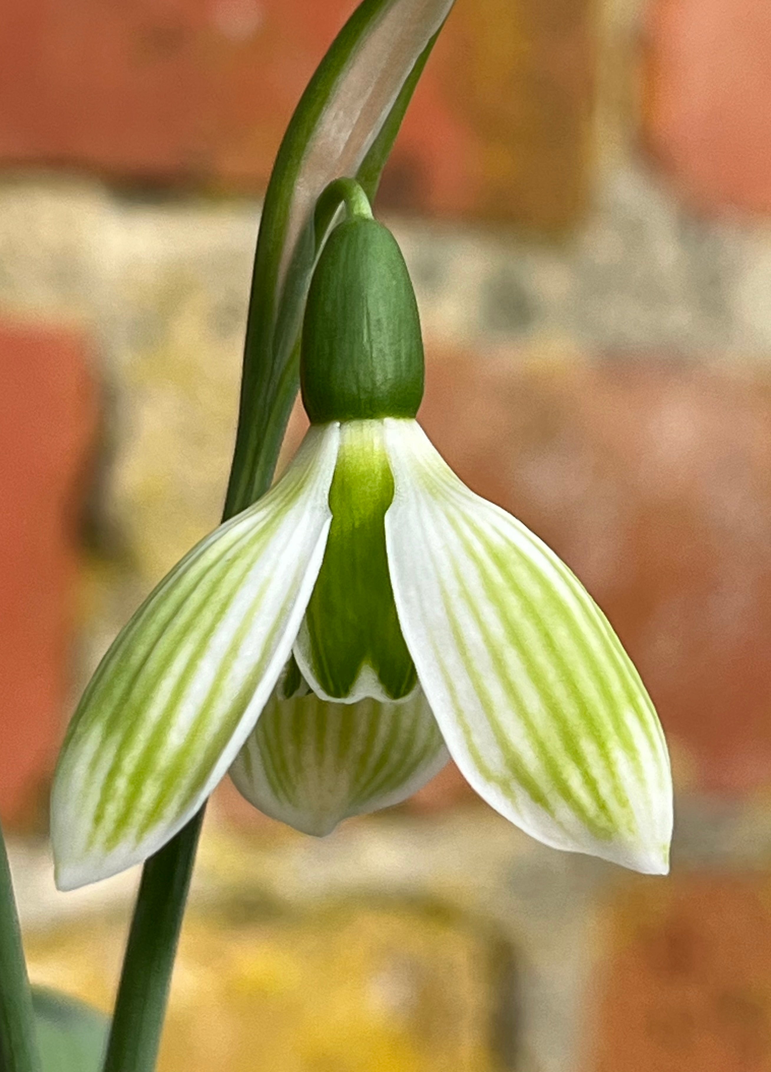 Galanthus ‘Rosemary Burnham’