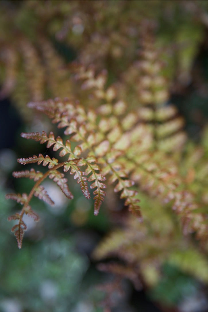 Dryopteris erythrosora prolifica