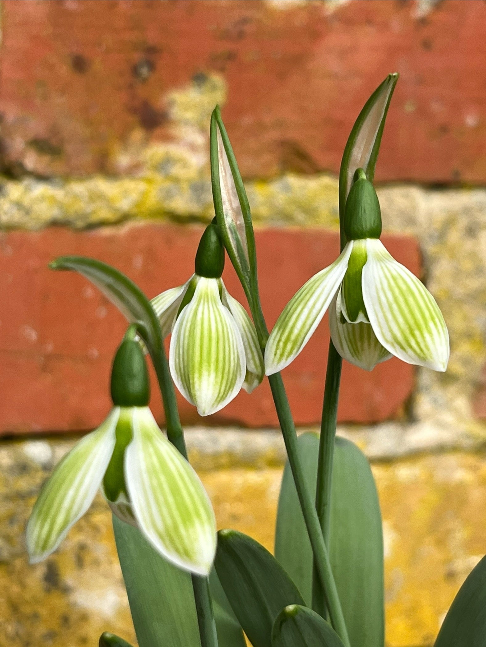 Galanthus ‘Rosemary Burnham’