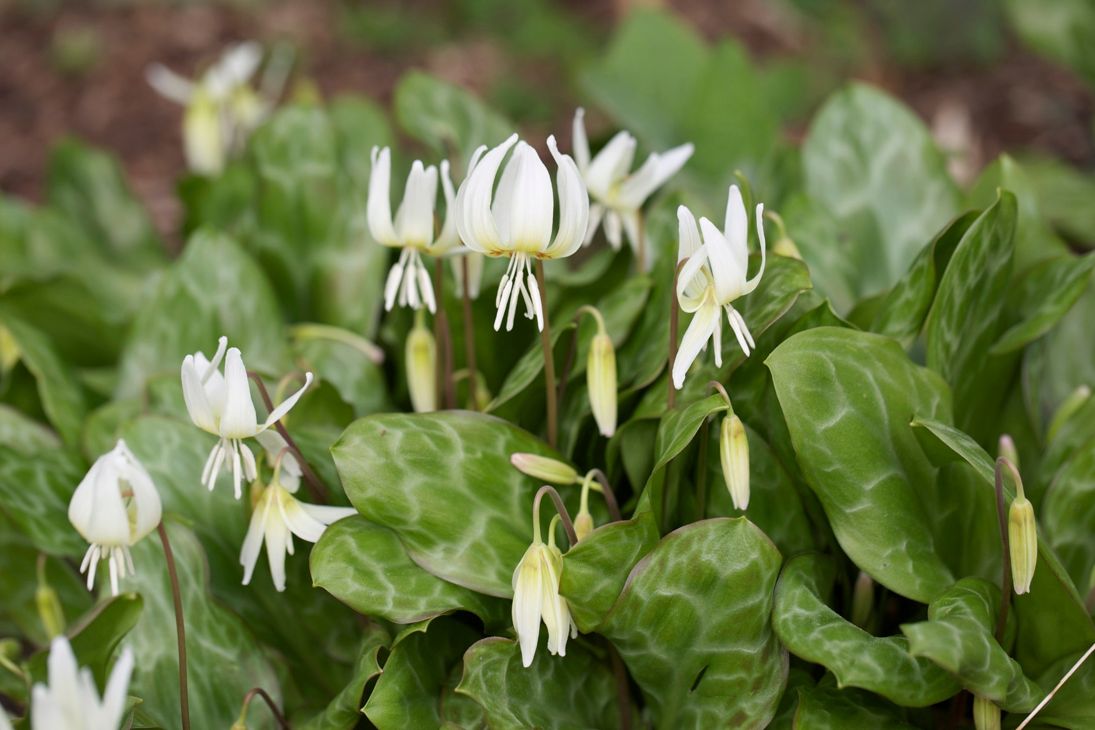 Erythronium californicum &#39;White Beauty&#39;