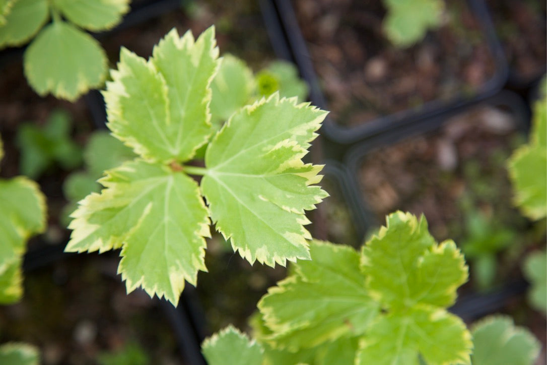 Peucedanum ostruthium ‘Daphnis’