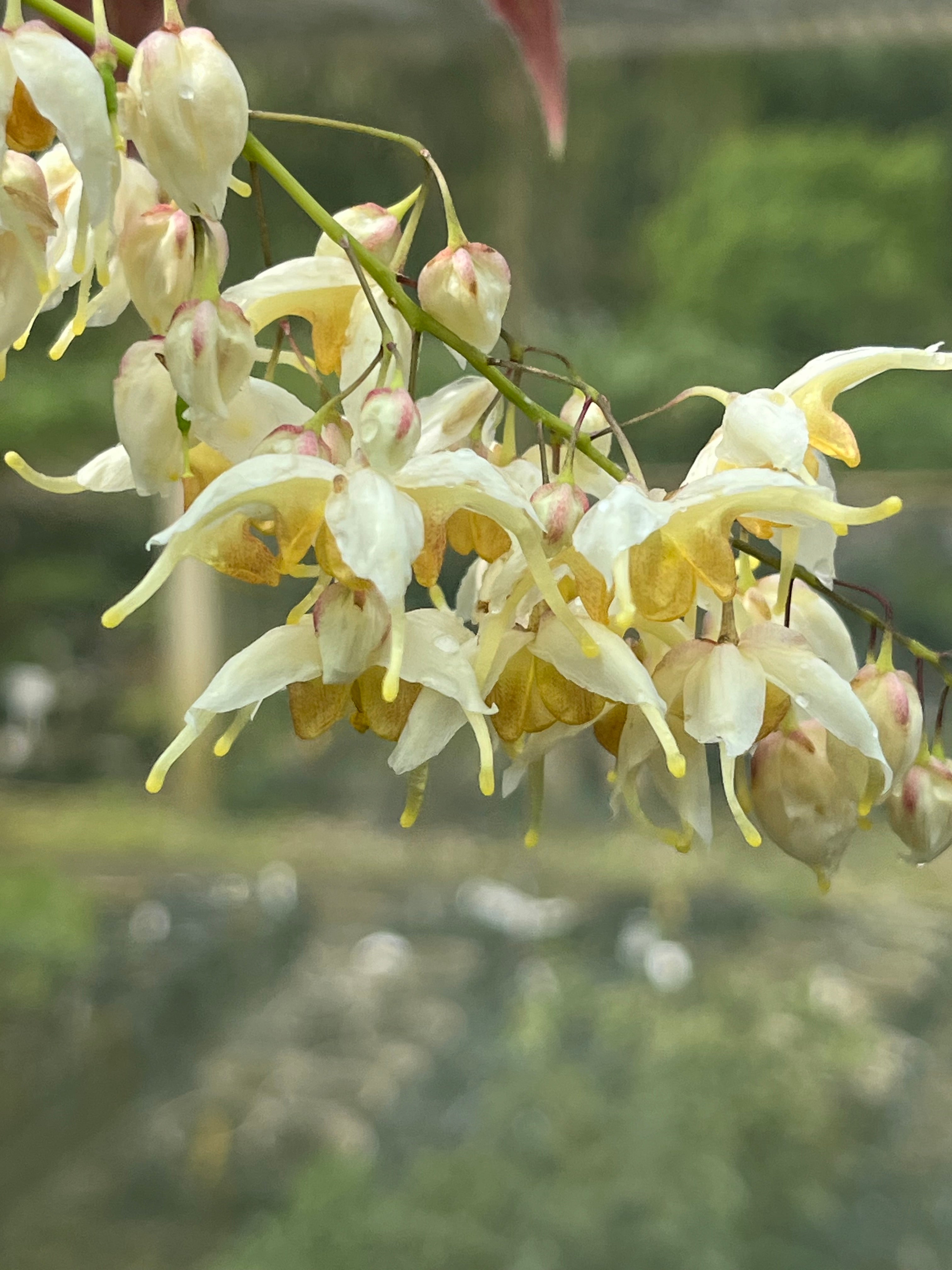 Epimedium wushanense spiny-leaved form