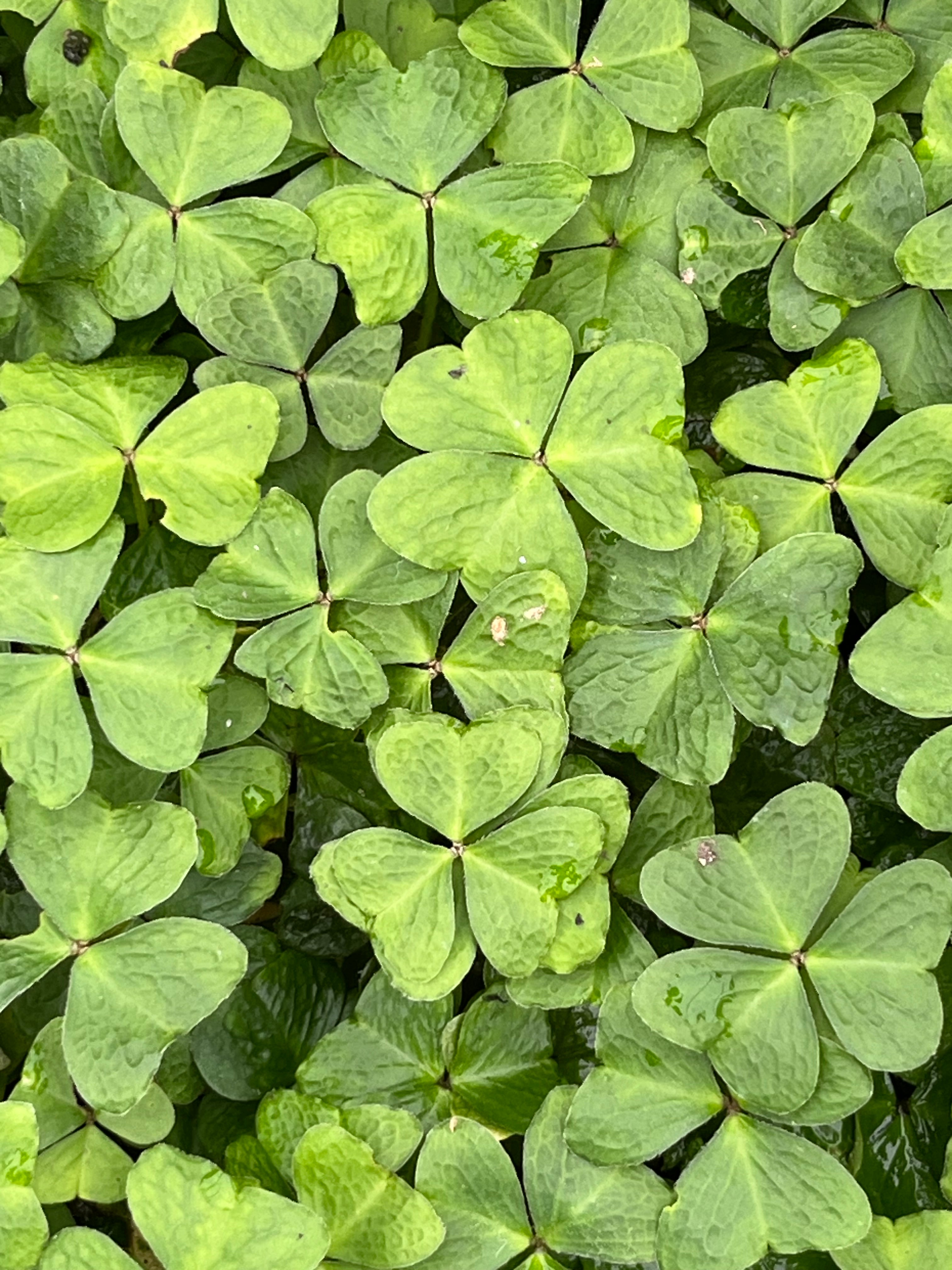 Oxalis griffithii 'Snowflake'