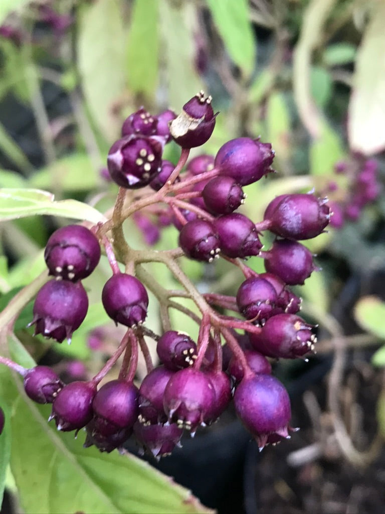 Dichroa 'Long March'