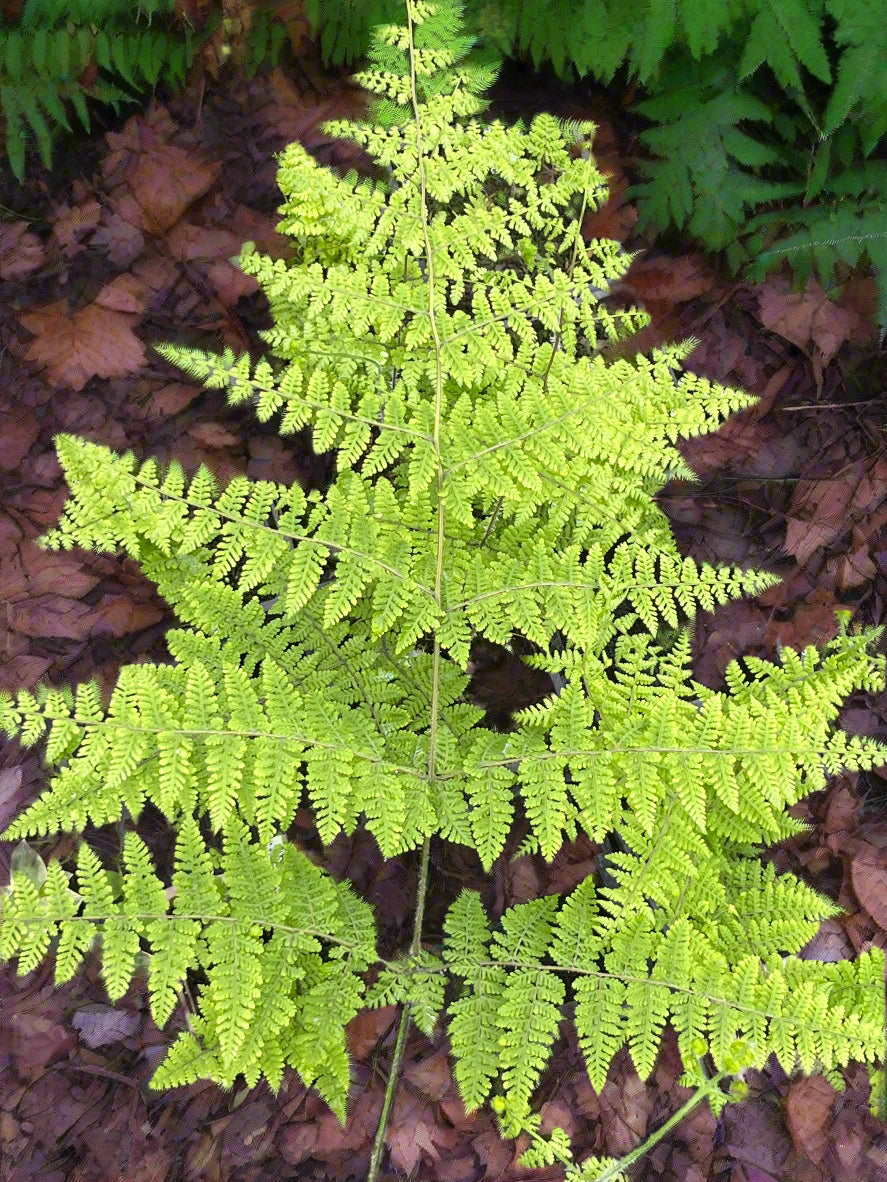 Acystopteris taiwaniana