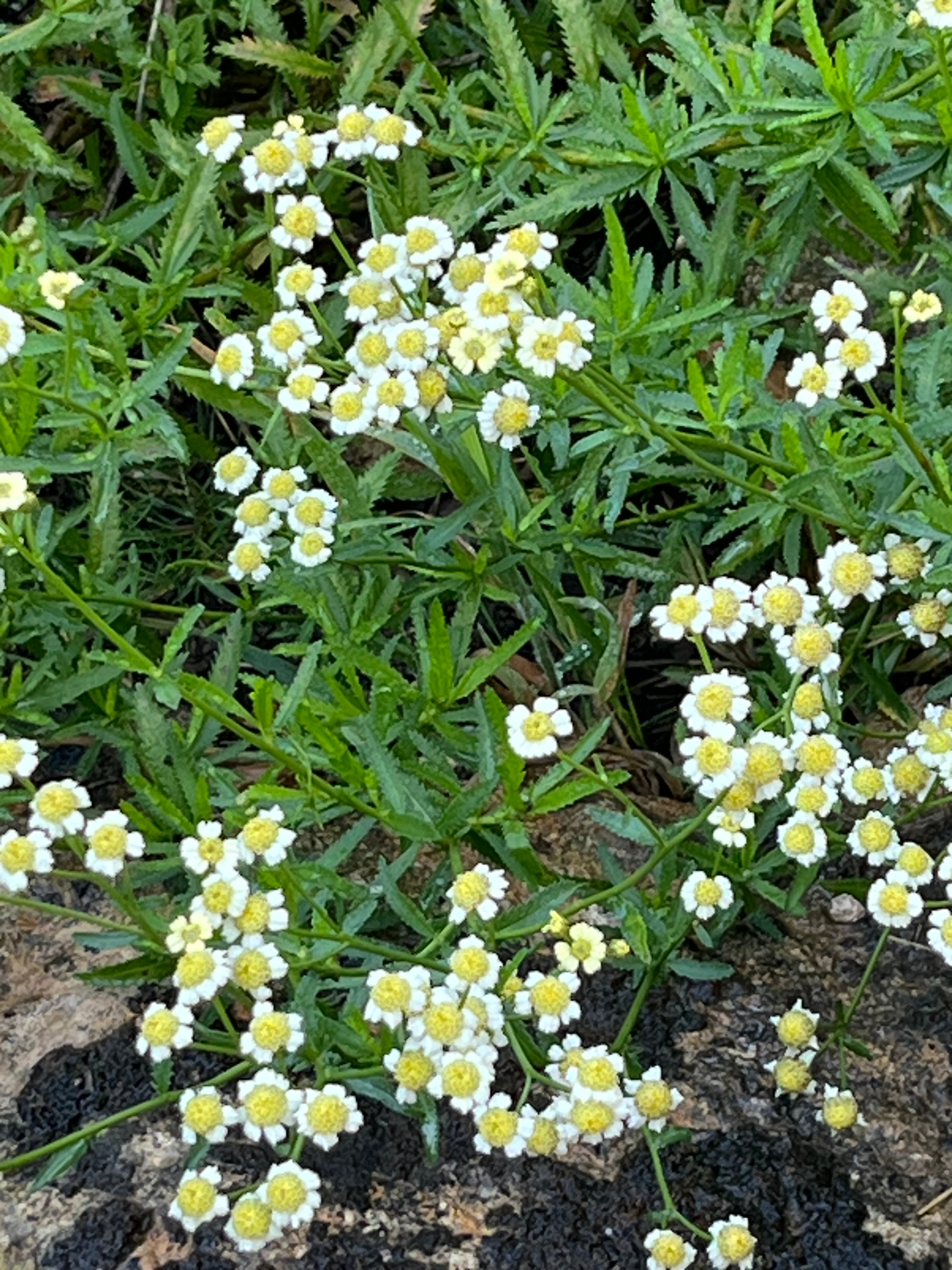 Achillea ageratum