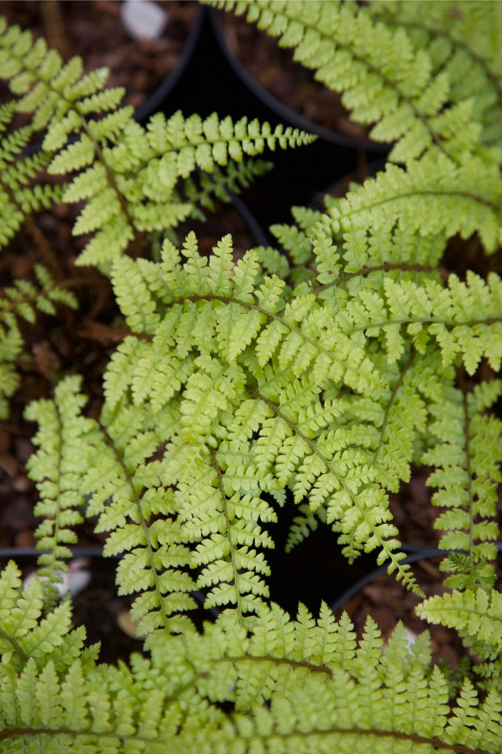 Polystichum yunnanense