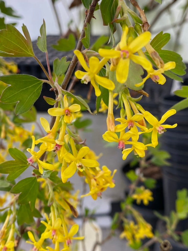 Ribes odoratum &#39;Doretheas Early&#39;