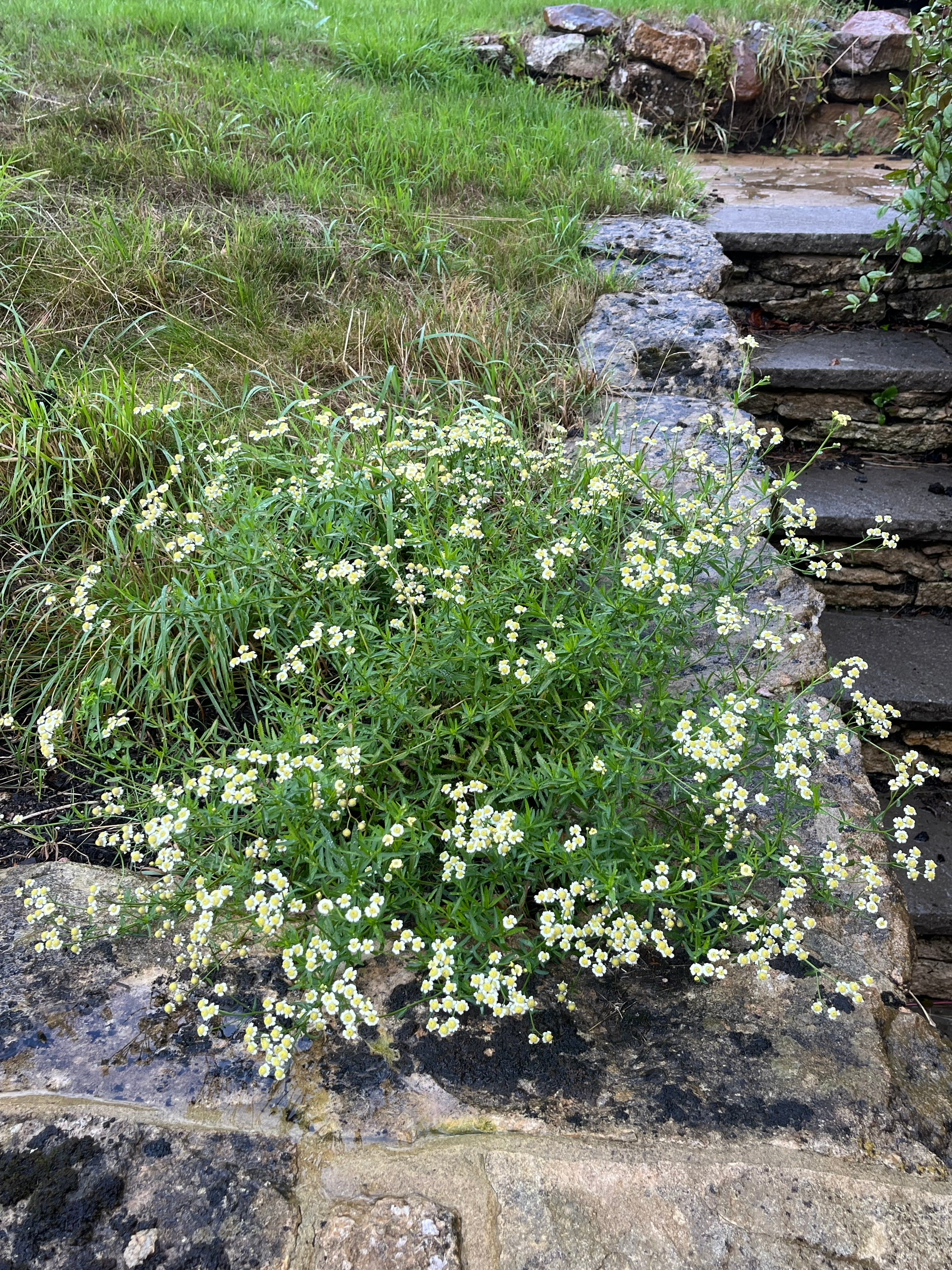 Achillea ageratum
