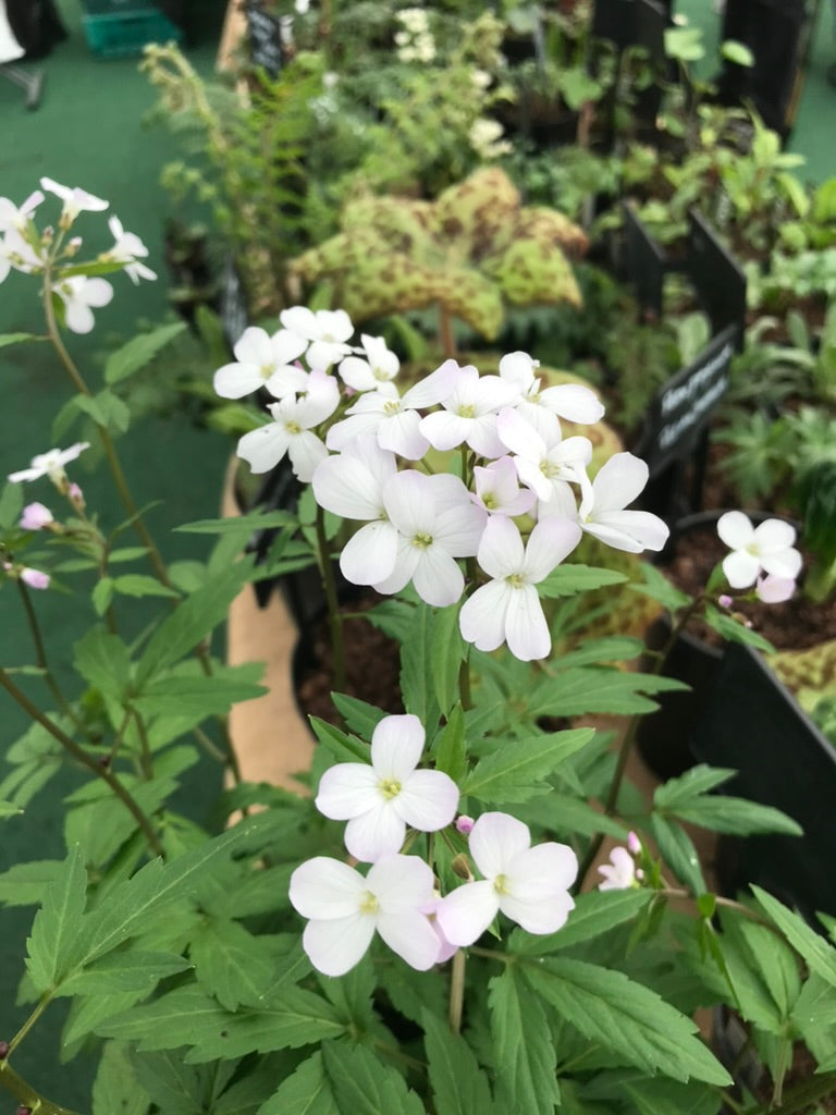 Cardamine bulbifera