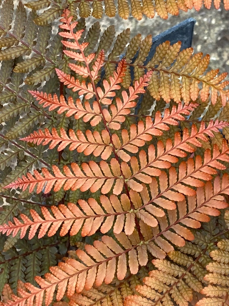 Dryopteris koidzumiana