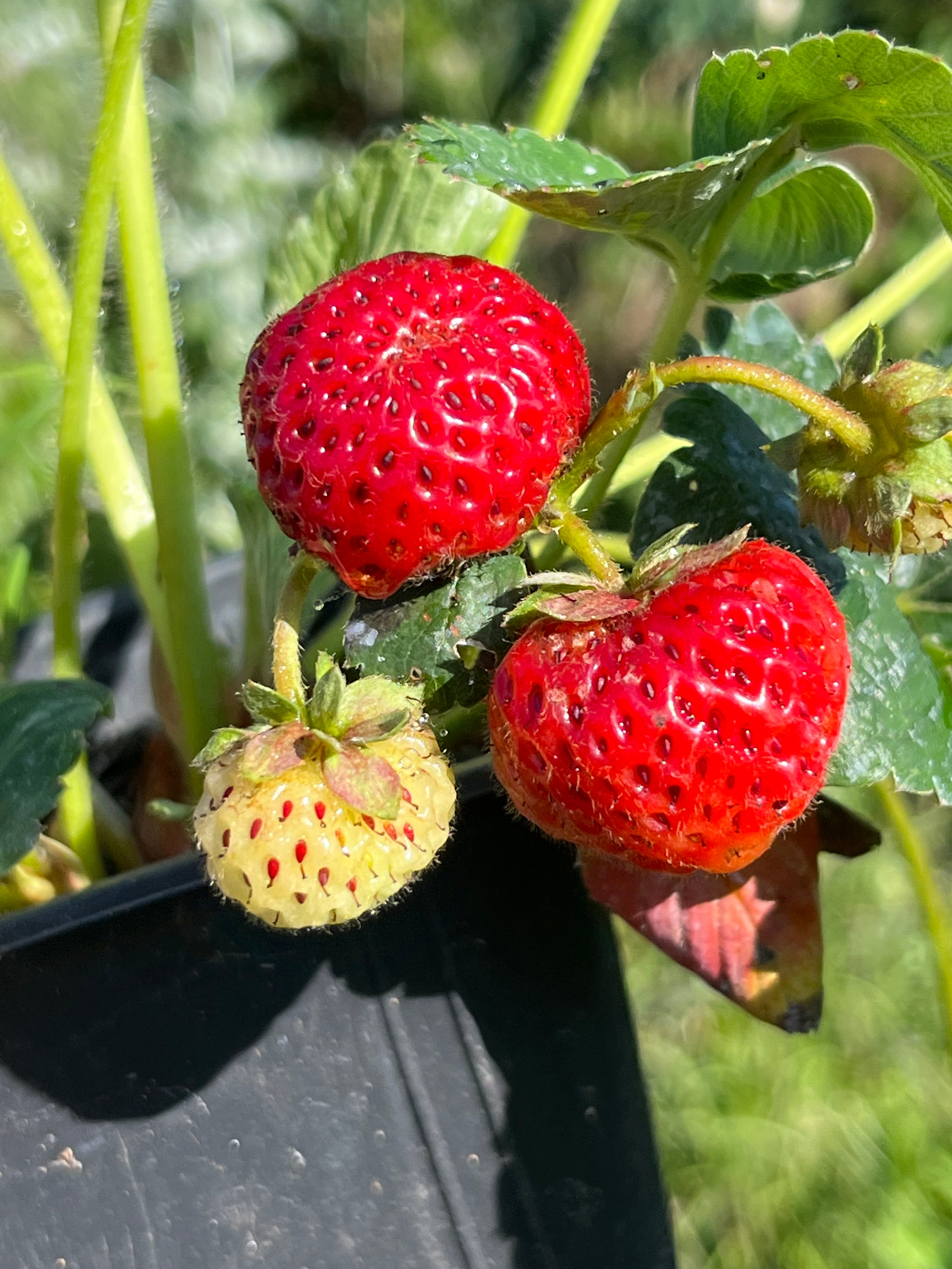 Fragaria 'Strasberry' (Mieze Schindler)