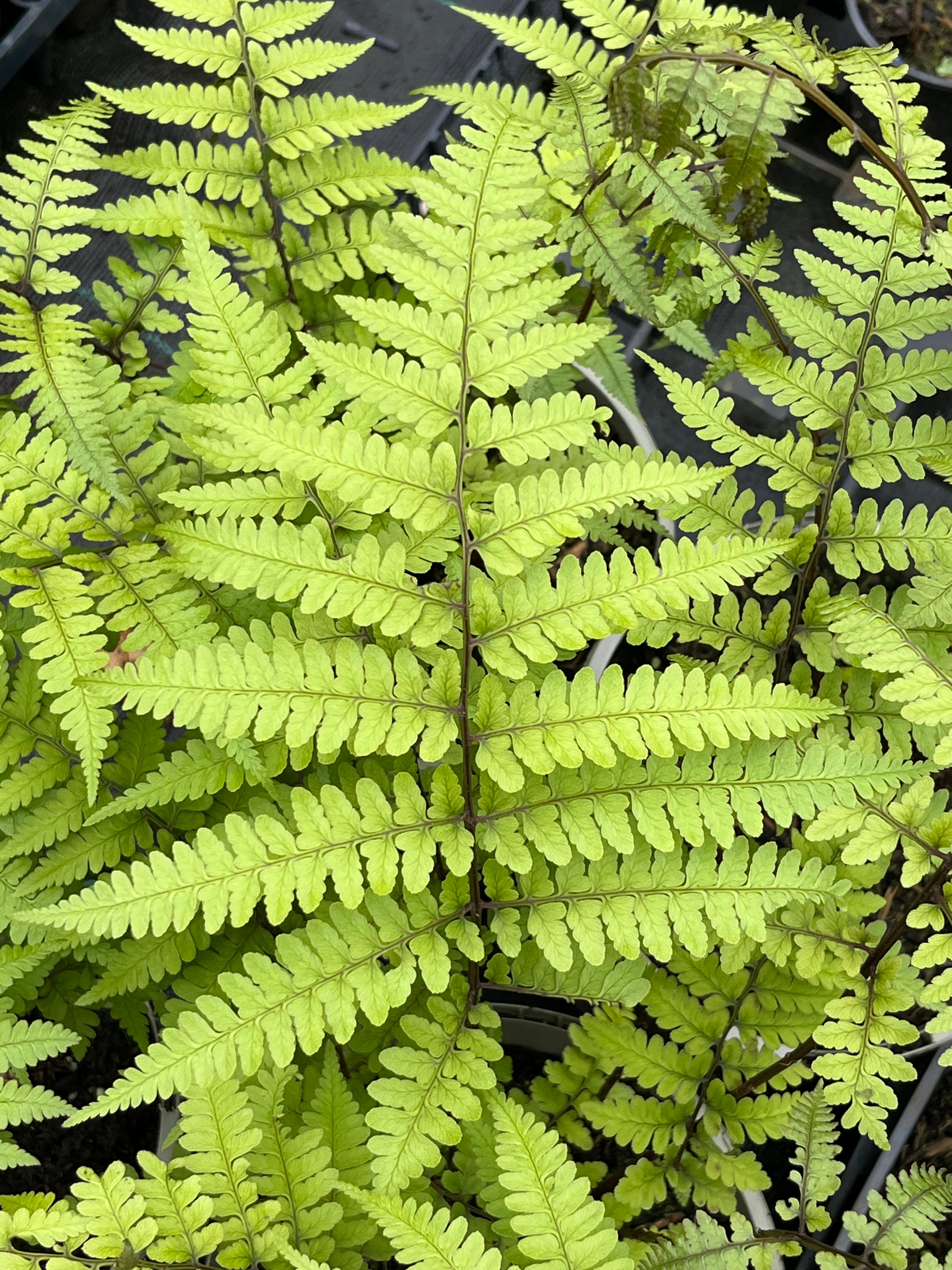 Athyrium vidalii