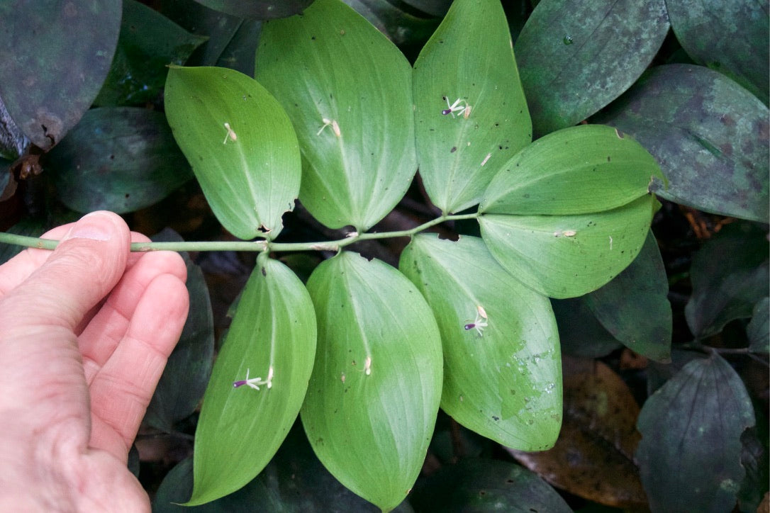 Ruscus streptophyllus