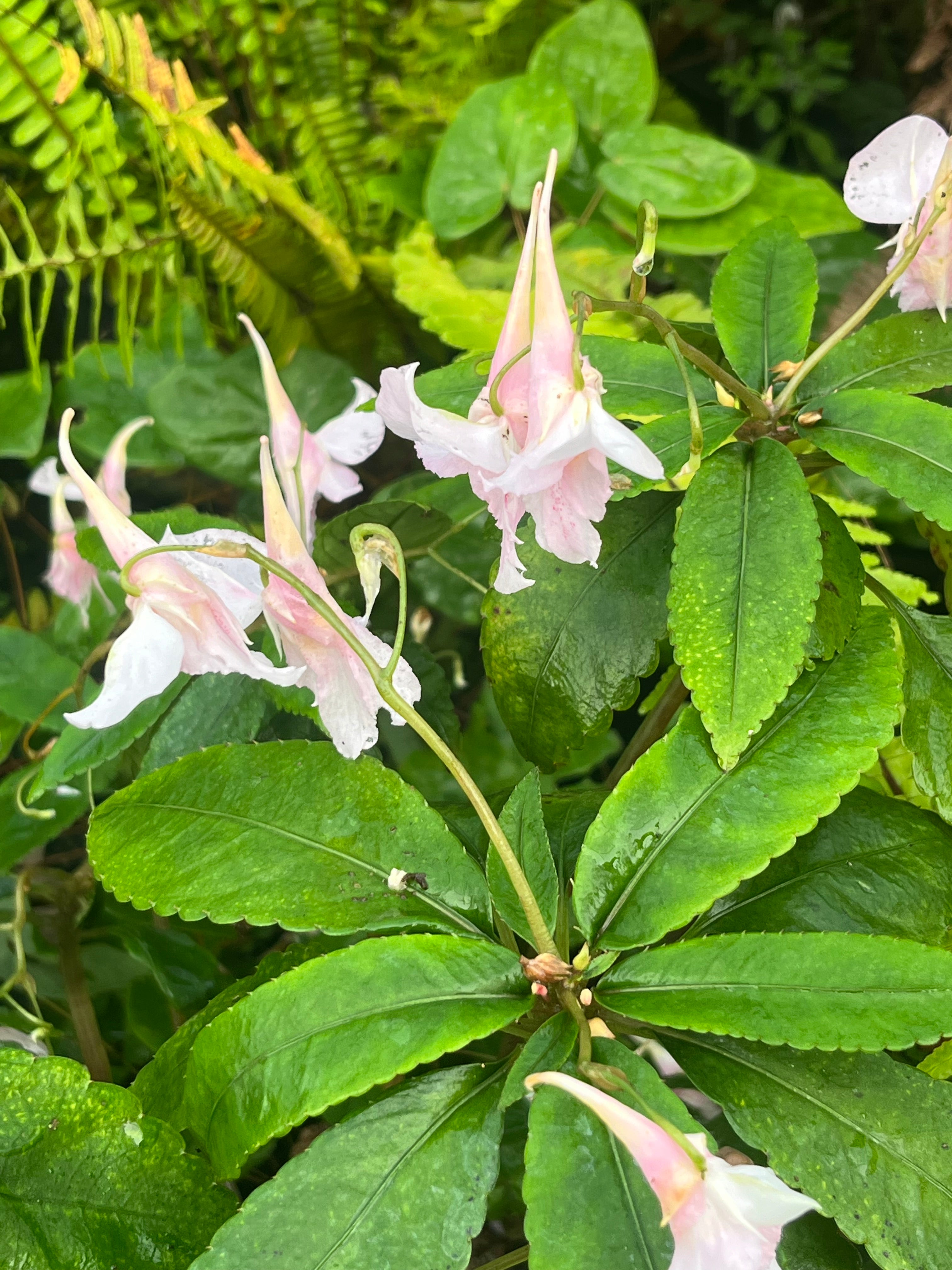 Impatiens qingchengshanica P1961