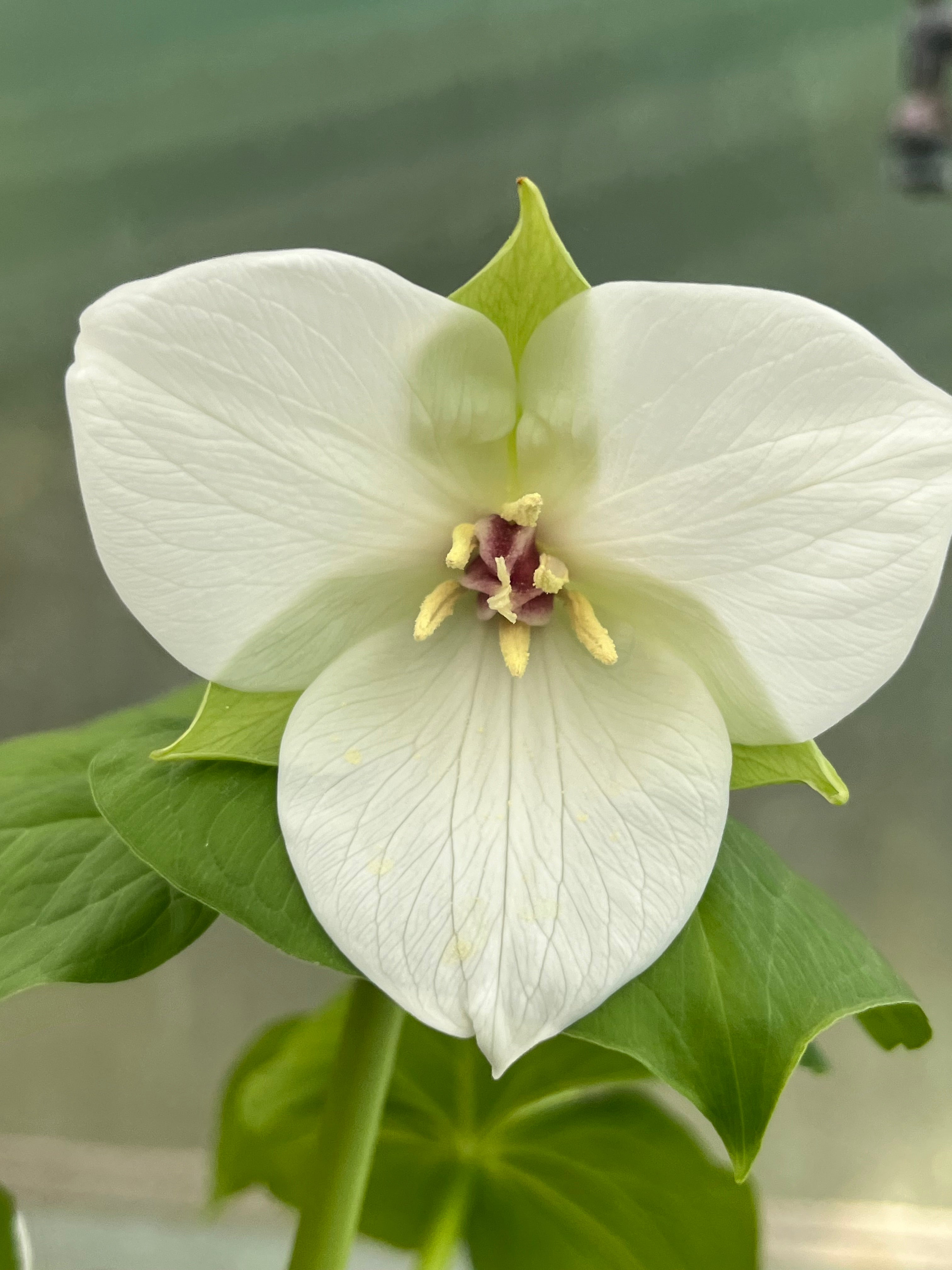 Trillium simile &#39;Great Bere&#39;