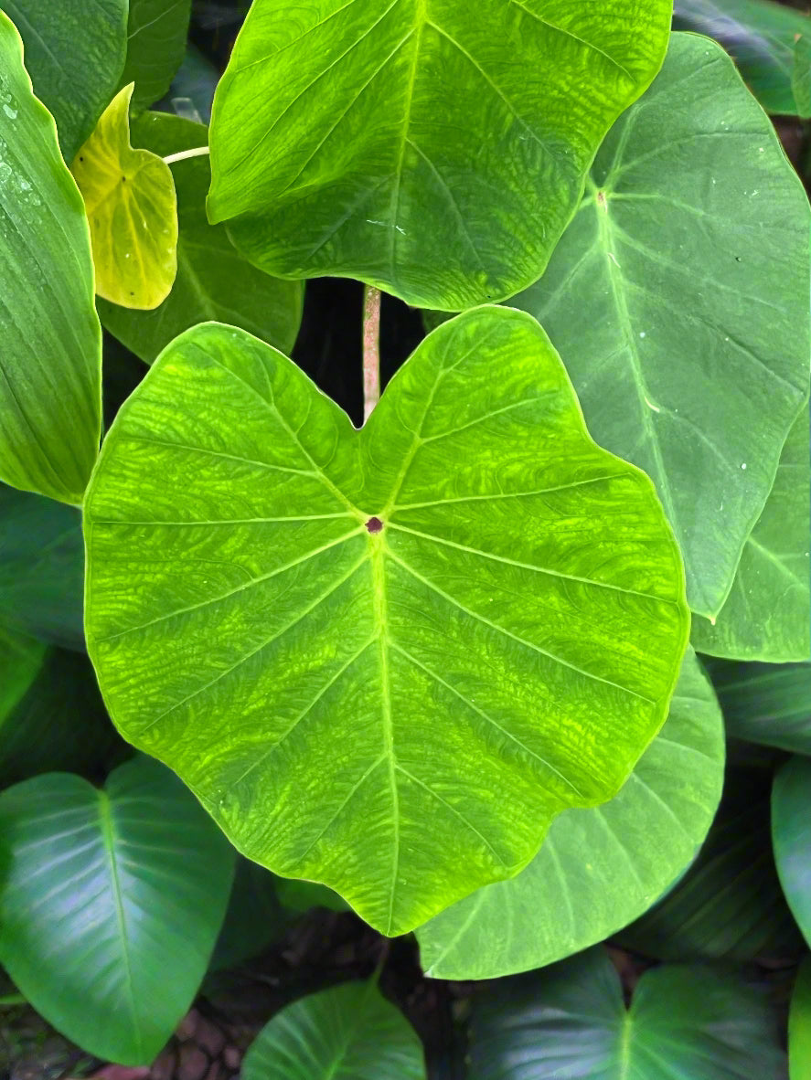 Colocasia esculenta 'Pink China'
