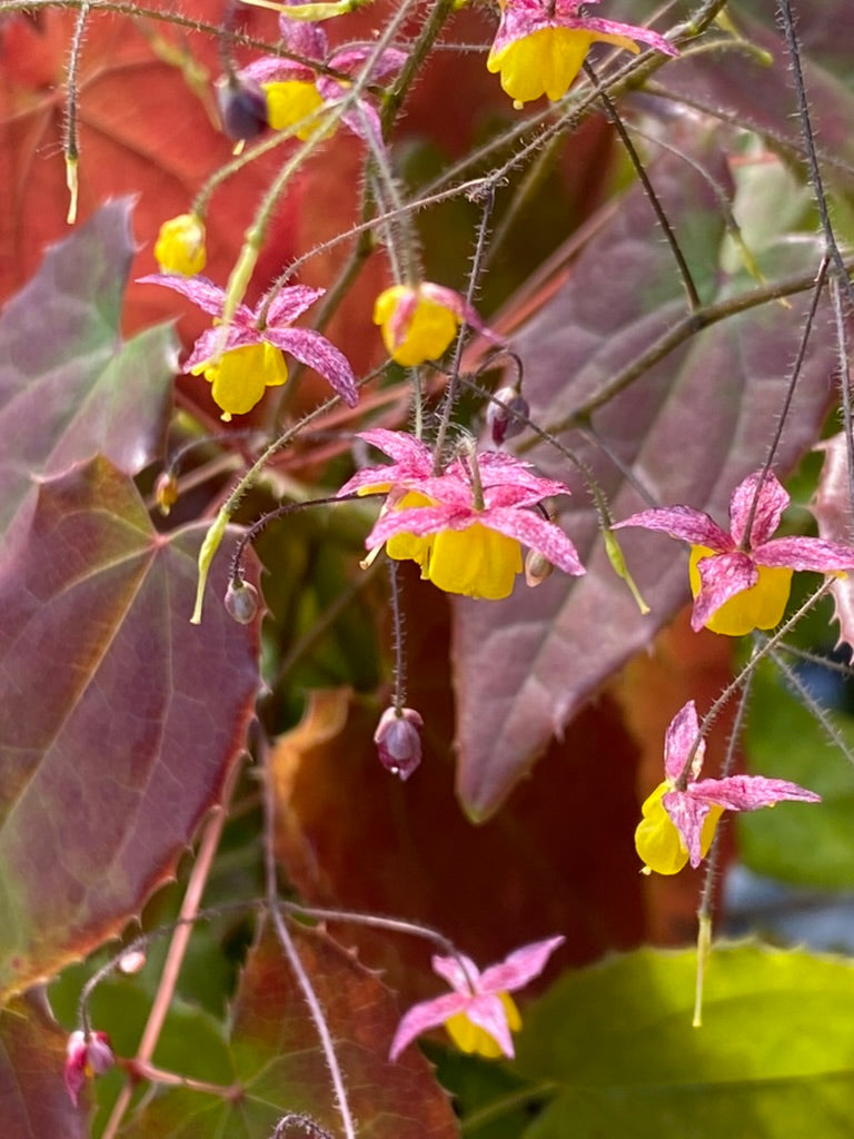 Epimedium ‘Wildside Ruby'