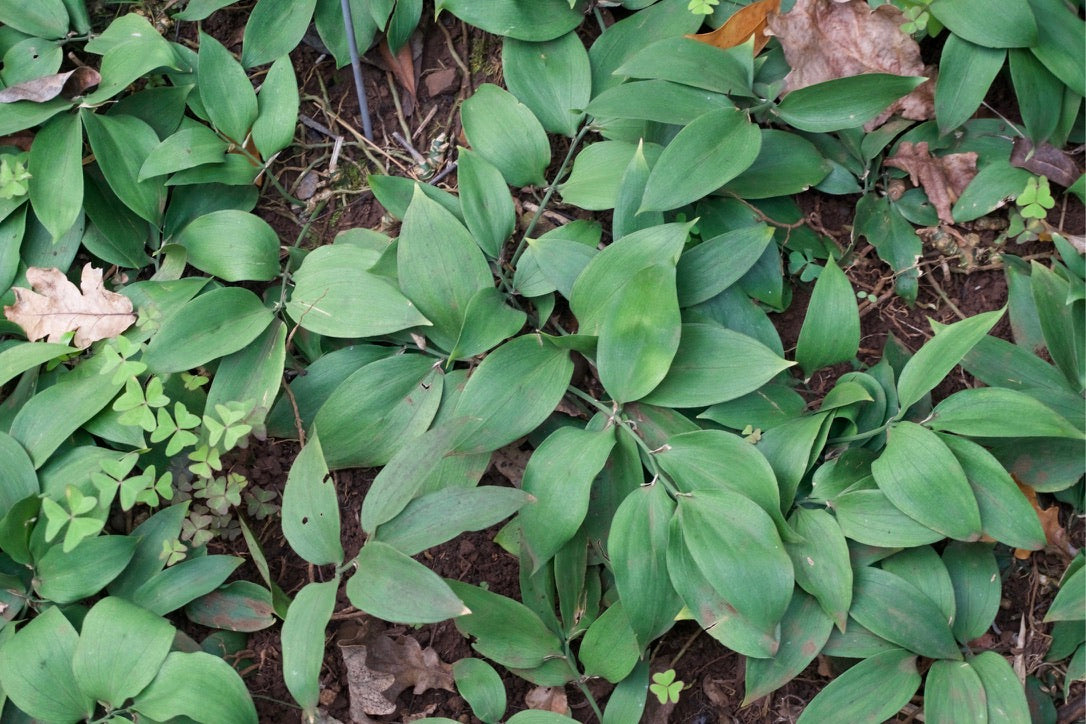 Ruscus streptophyllus