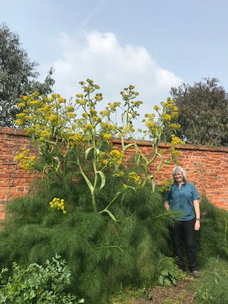 Ferula communis