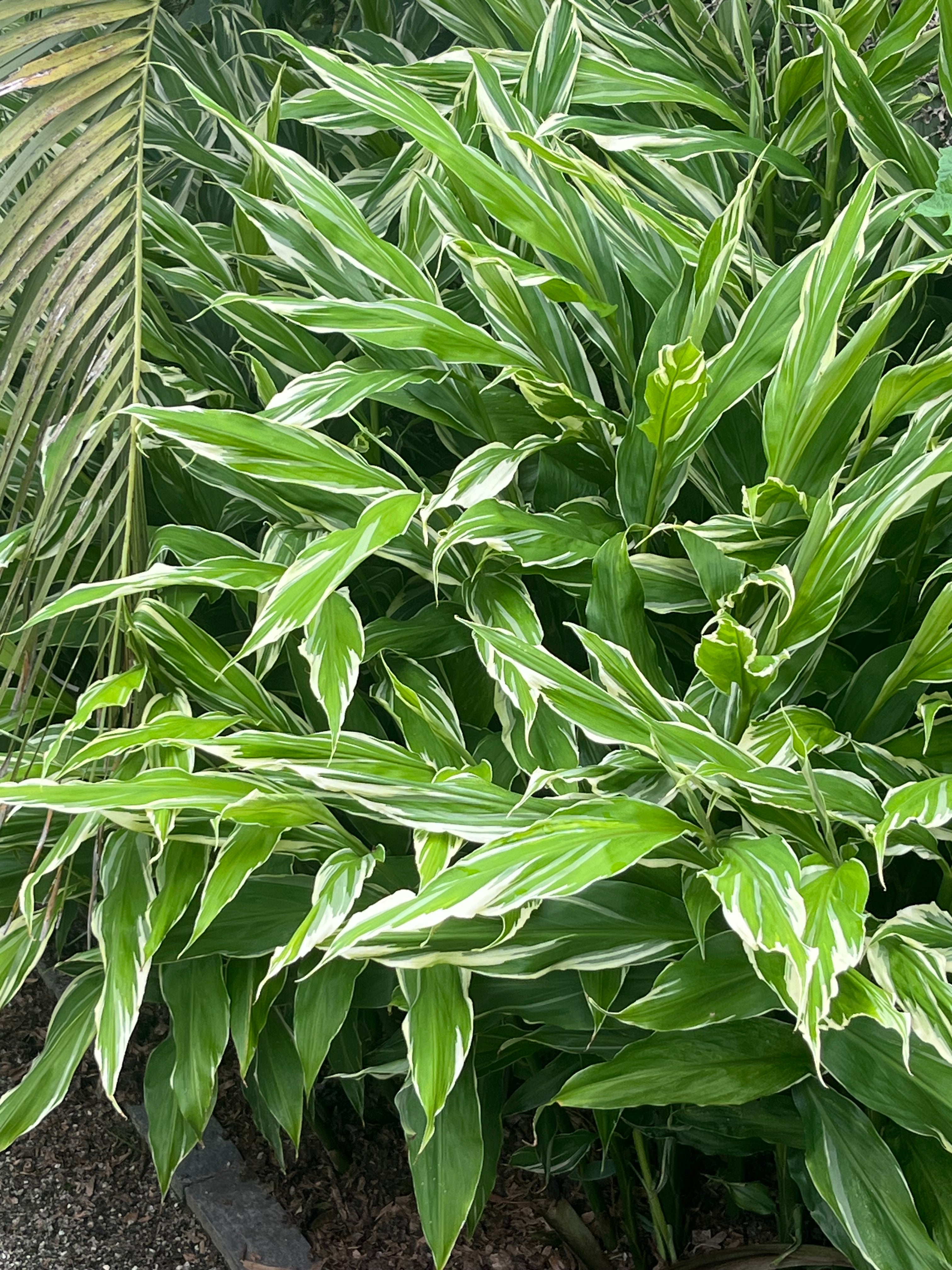 Zingiber mioga 'White Feather'
