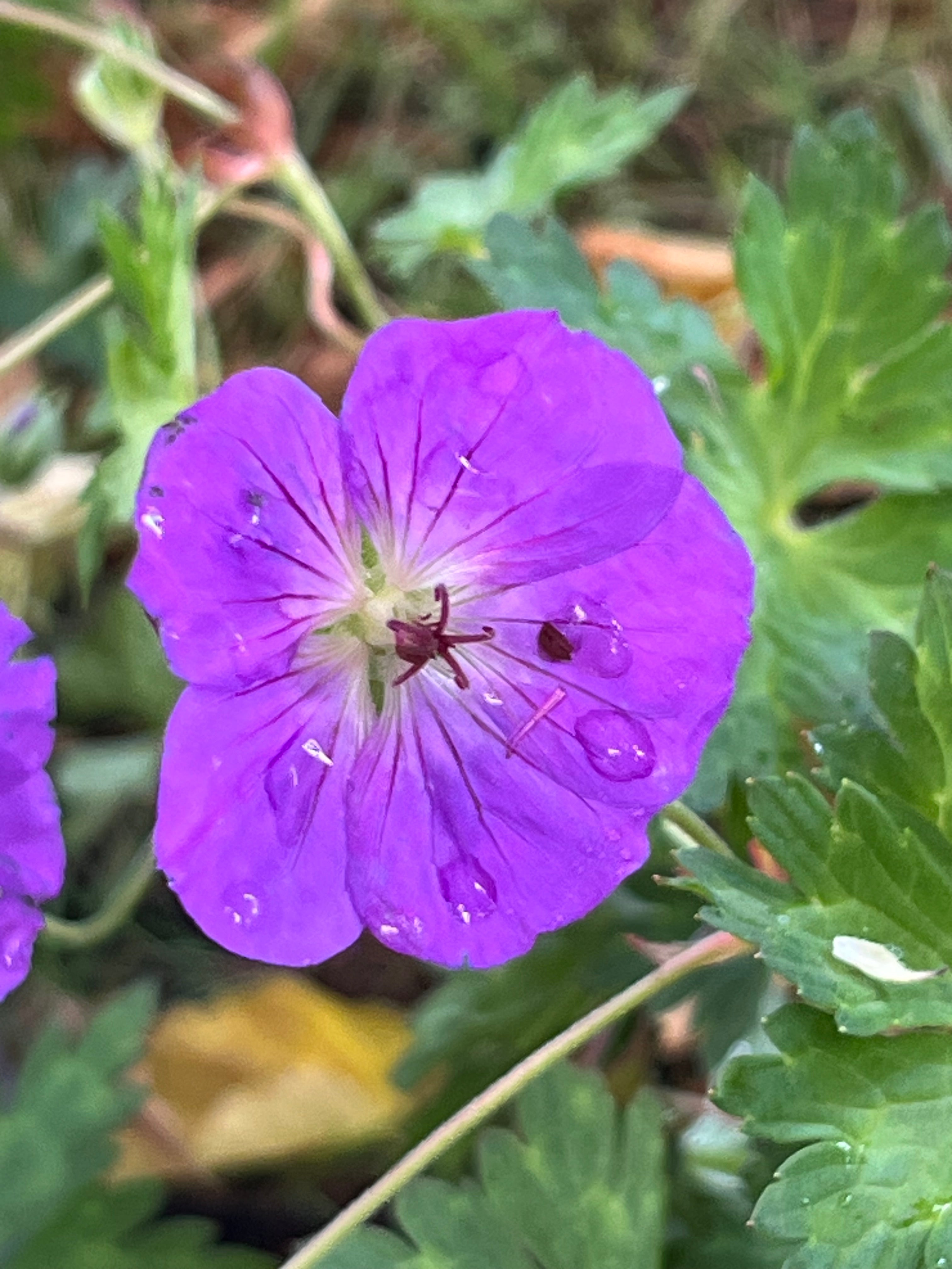 Geranium 'Rozanne' AGM