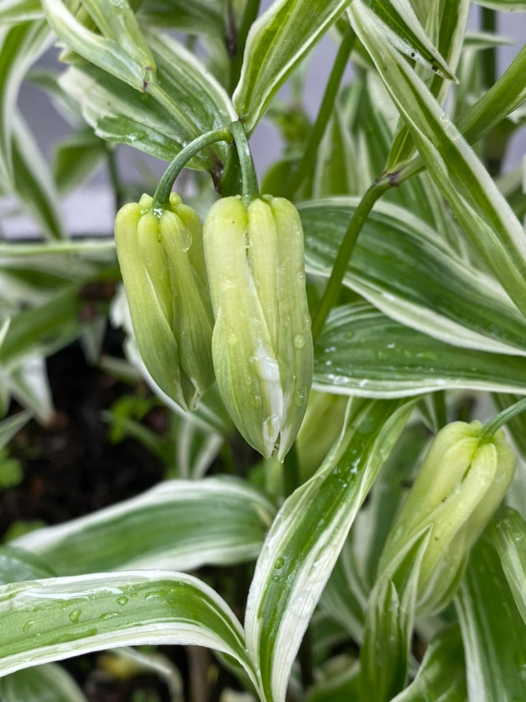 Disporum sessile ‘Variegatum’