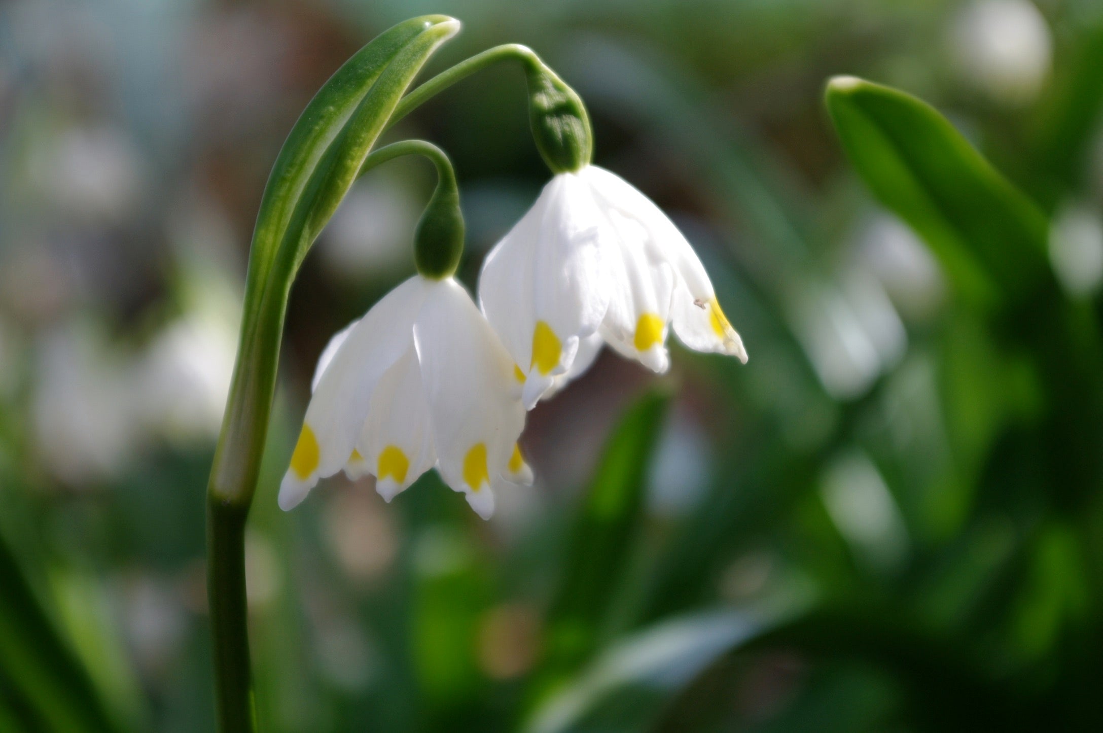 Leucojum vernum