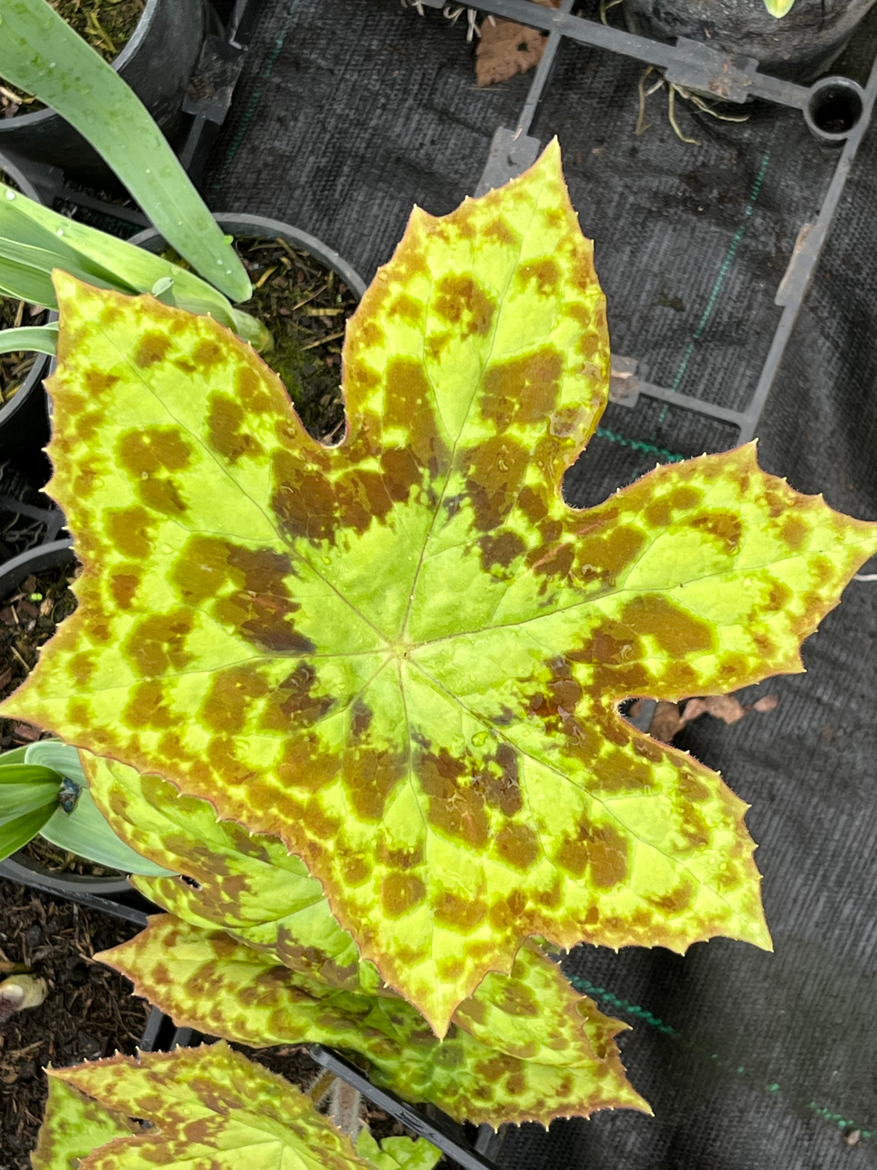 Podophyllum ‘Spotty Dotty’