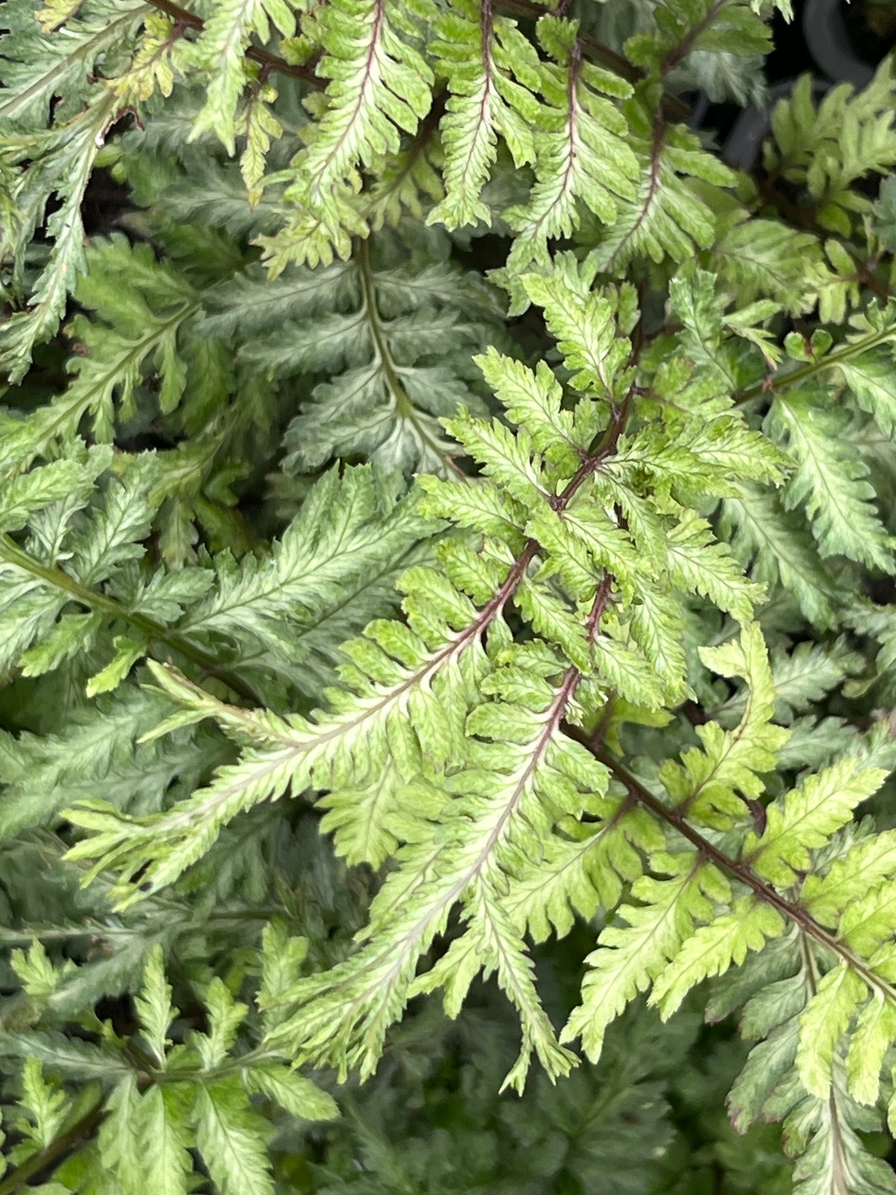 Athyrium niponicum var. pictum 'Applecourt'