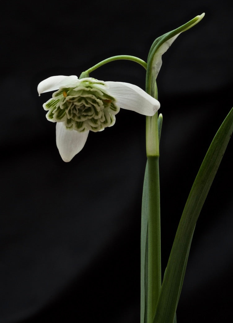 Galanthus nivalis ‘Bagpuize Virginia’