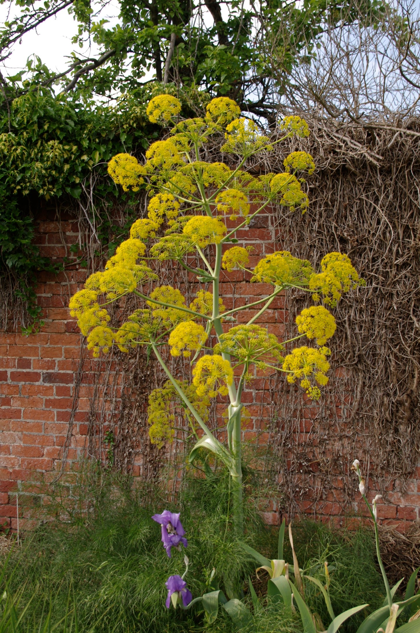 Ferula communis