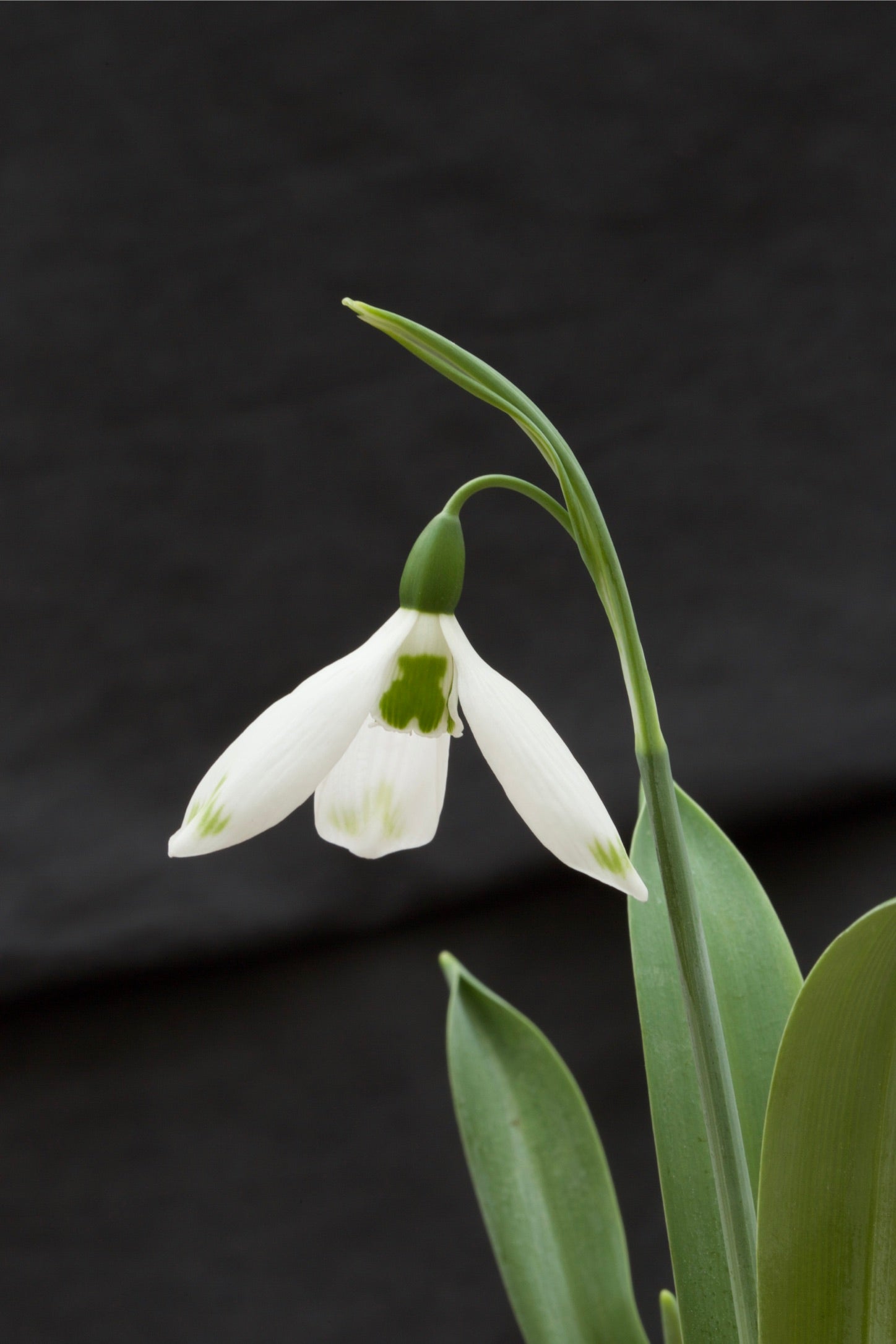 Galanthus ‘Ivy Cottage Green Tips’