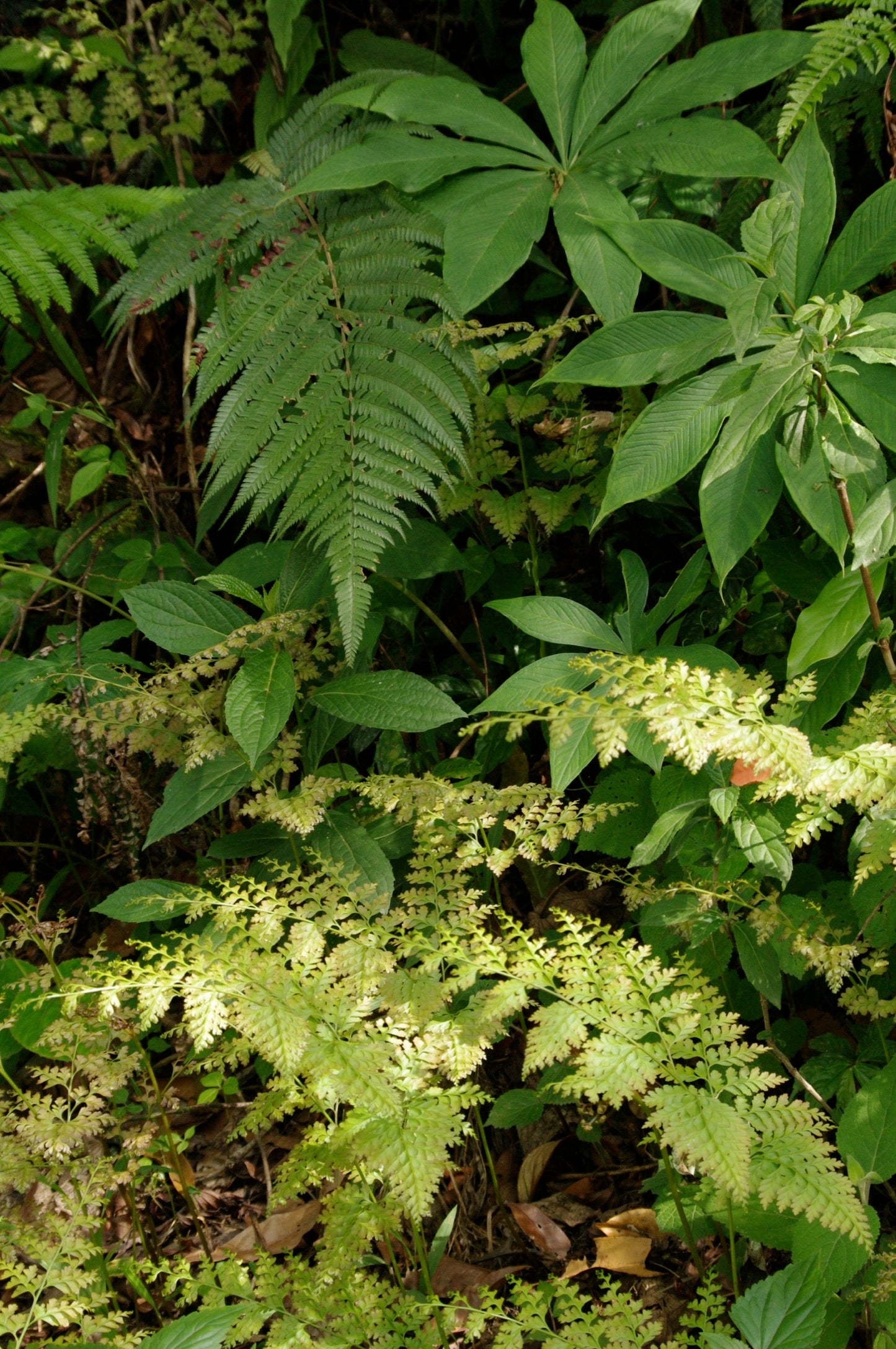 Leucostegia immersa