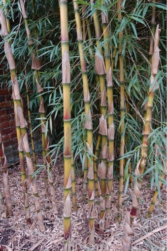 Chusquea gigantea AGM