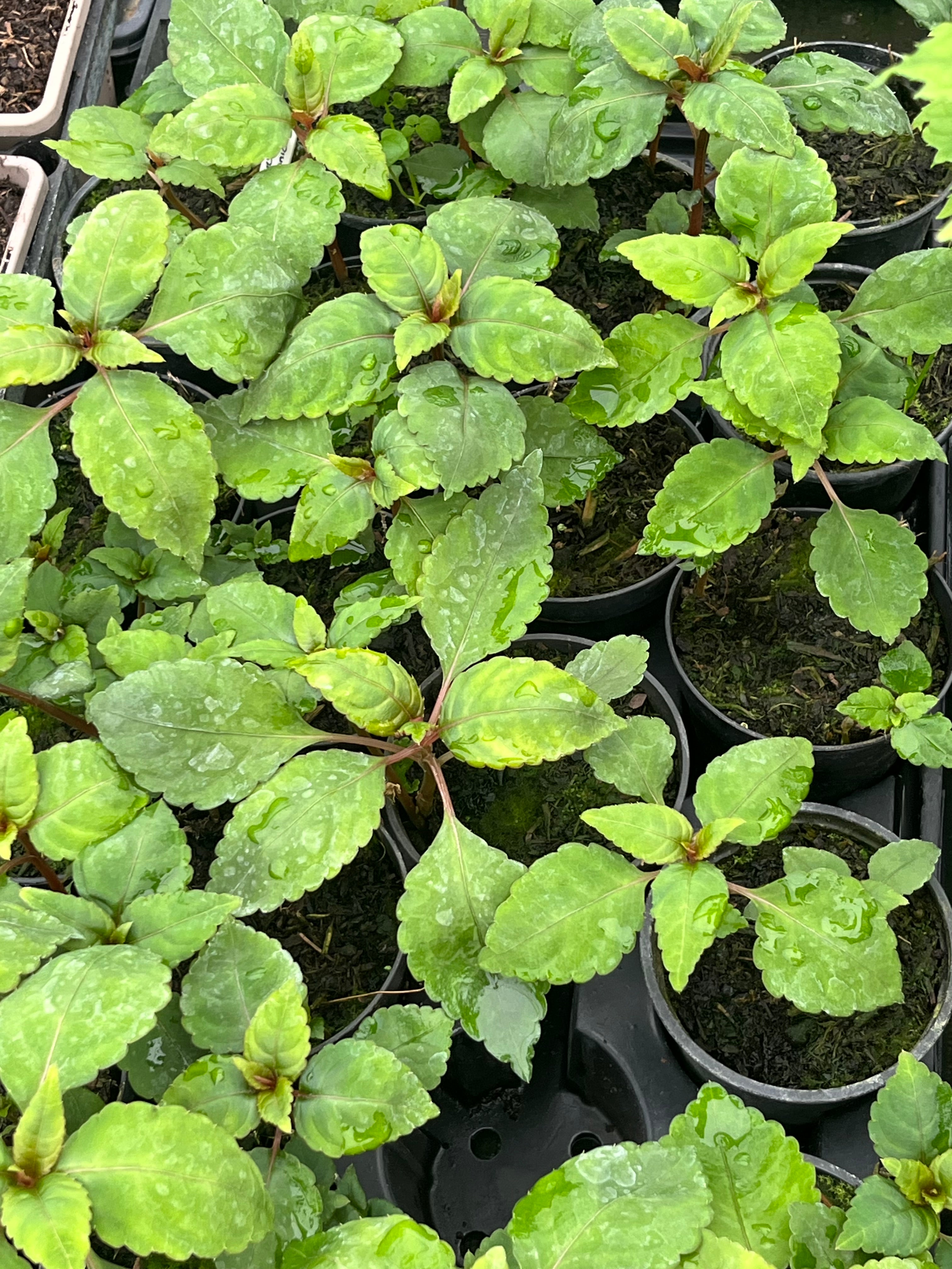 Impatiens qingchengshanica P1961
