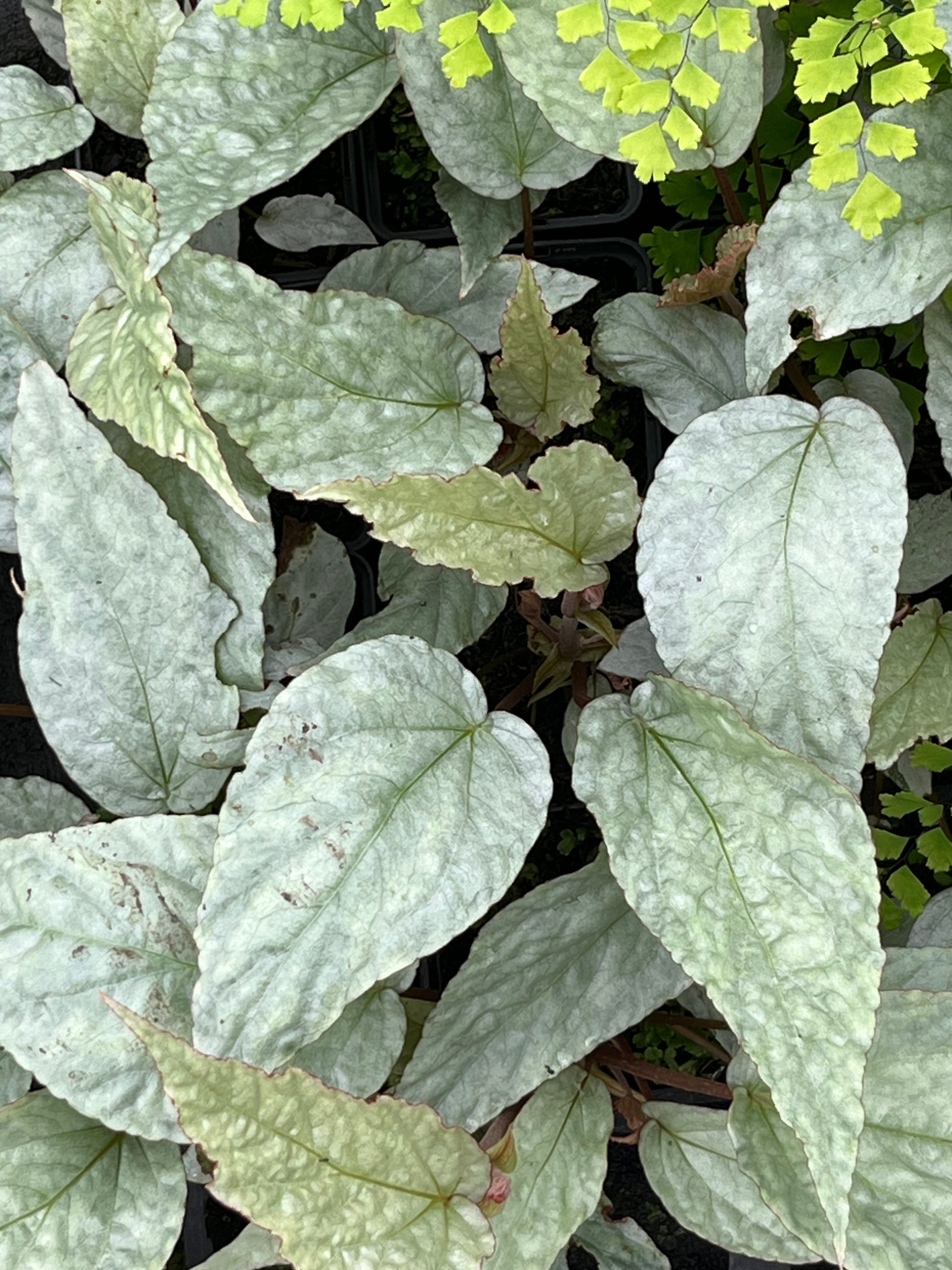 Begonia hatacoa 'Silver'