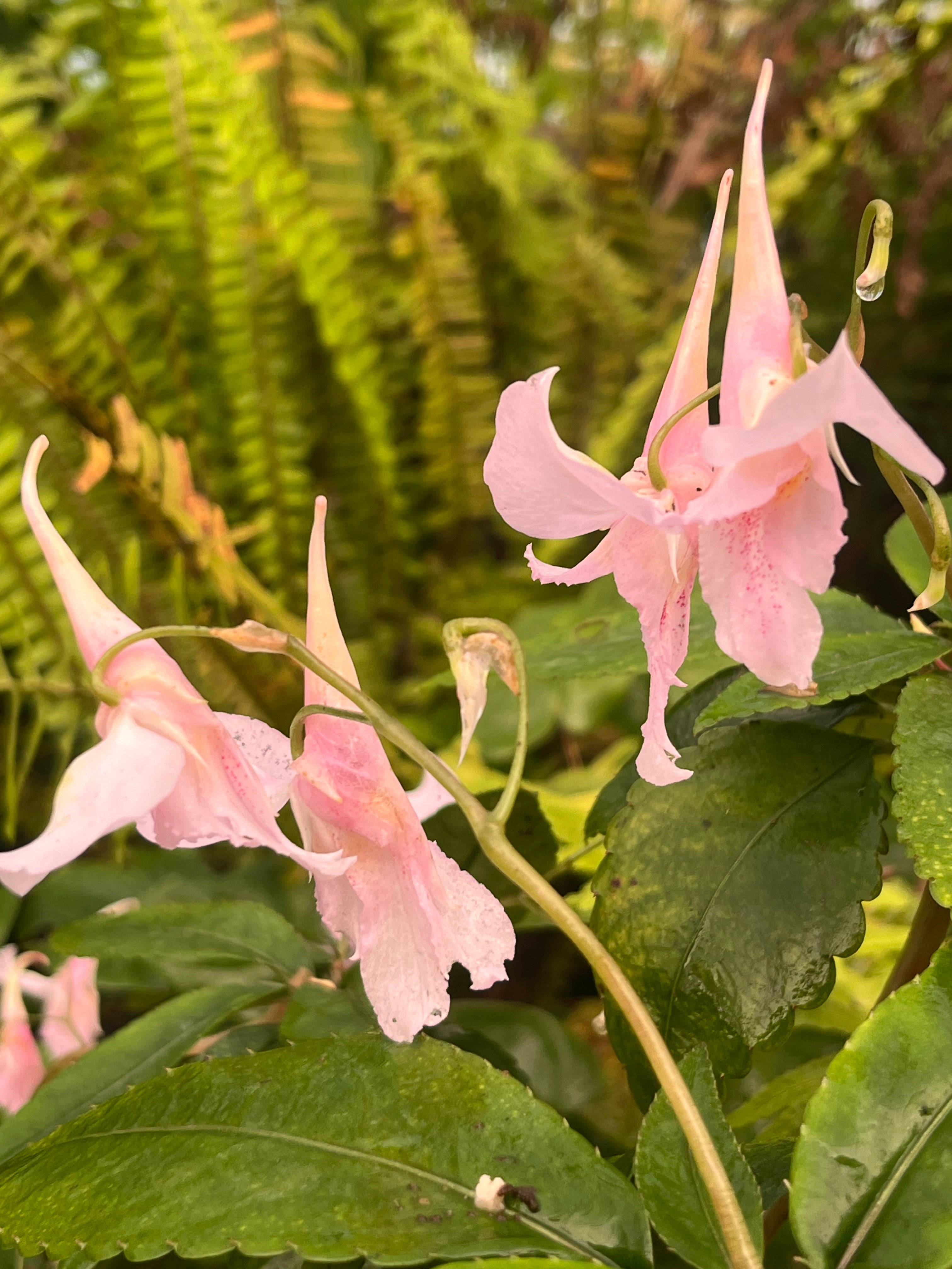 Impatiens qingchengshanica P1961