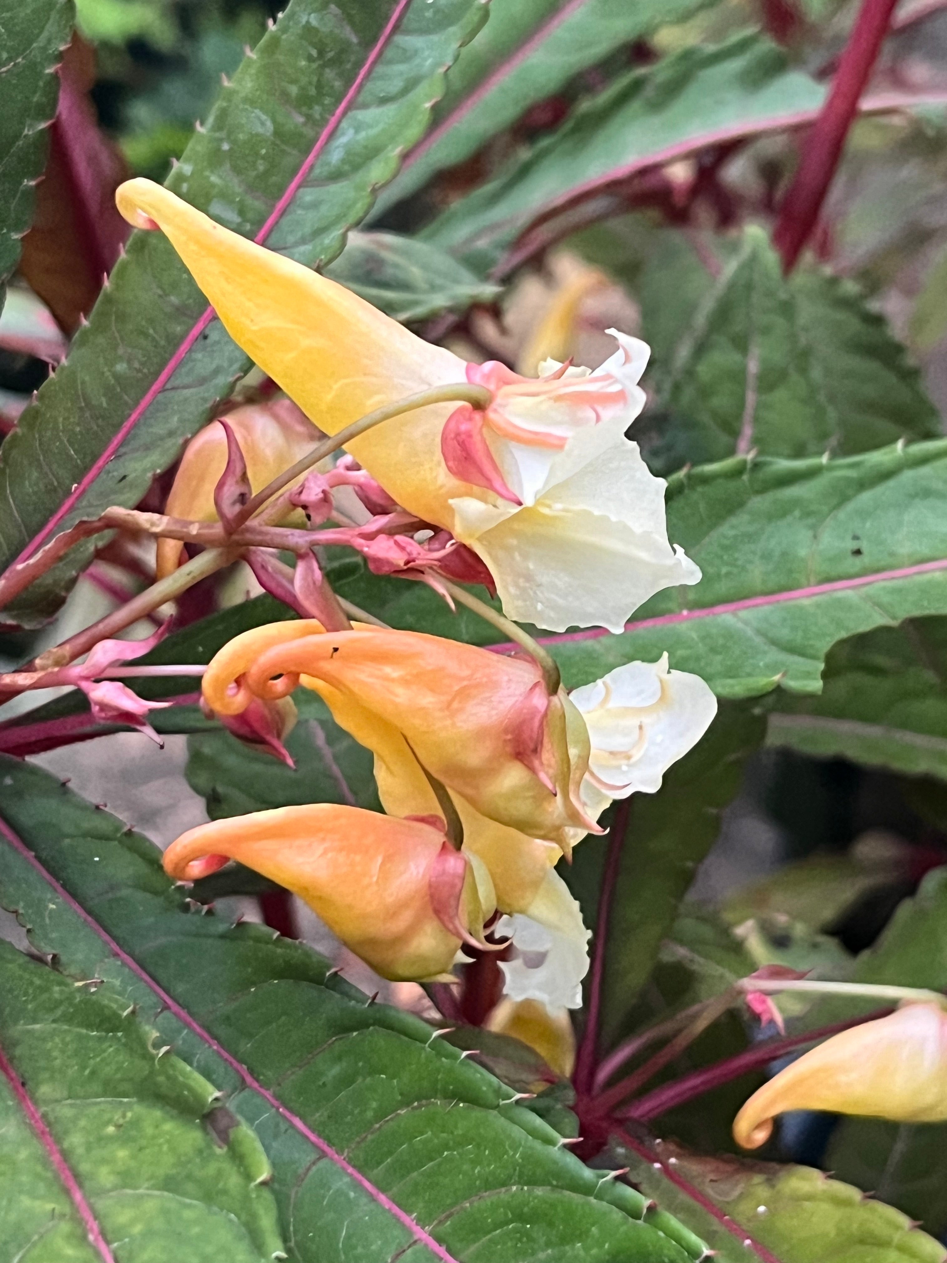 Impatiens omeiana 'Pink Nerves'