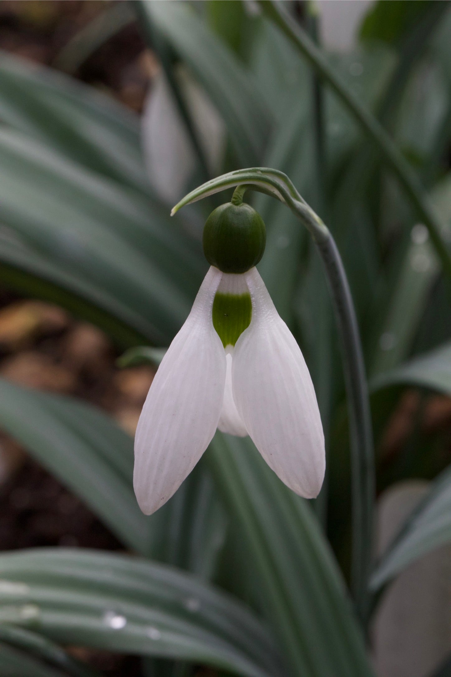 Galanthus ‘Brian Matthew’