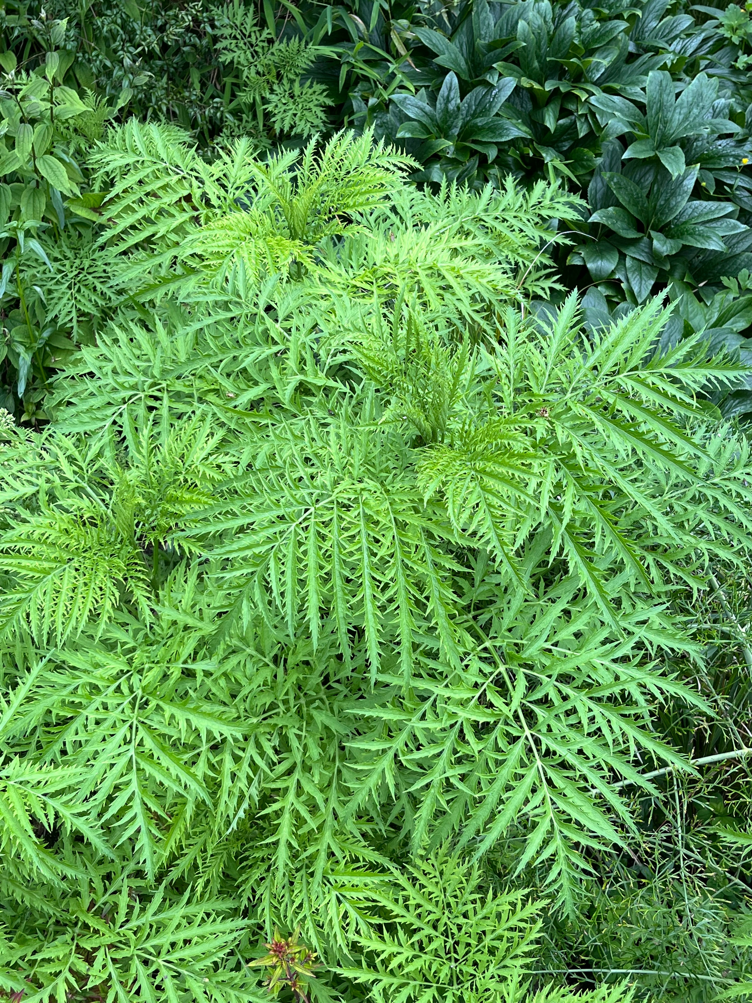 Sambucus ebulus var. deborensis