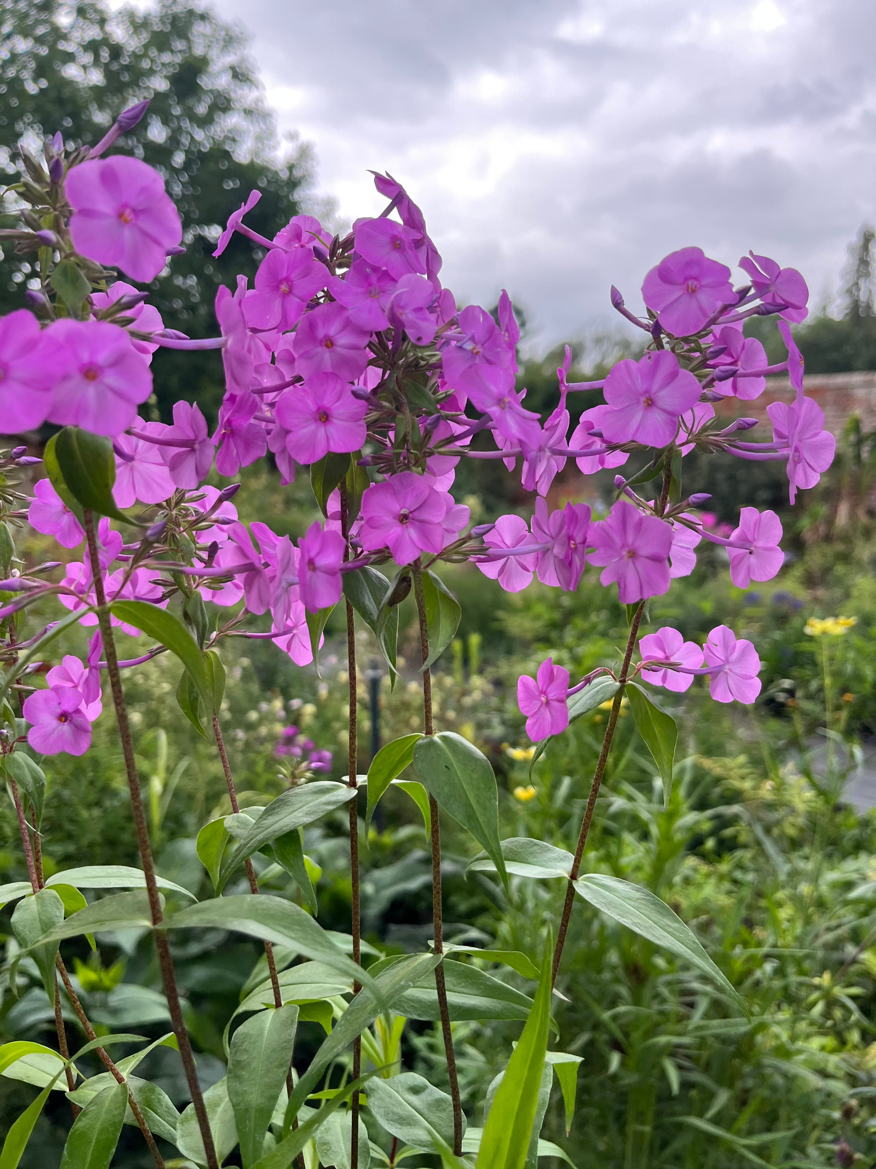 Phlox maculata 'Alpha'