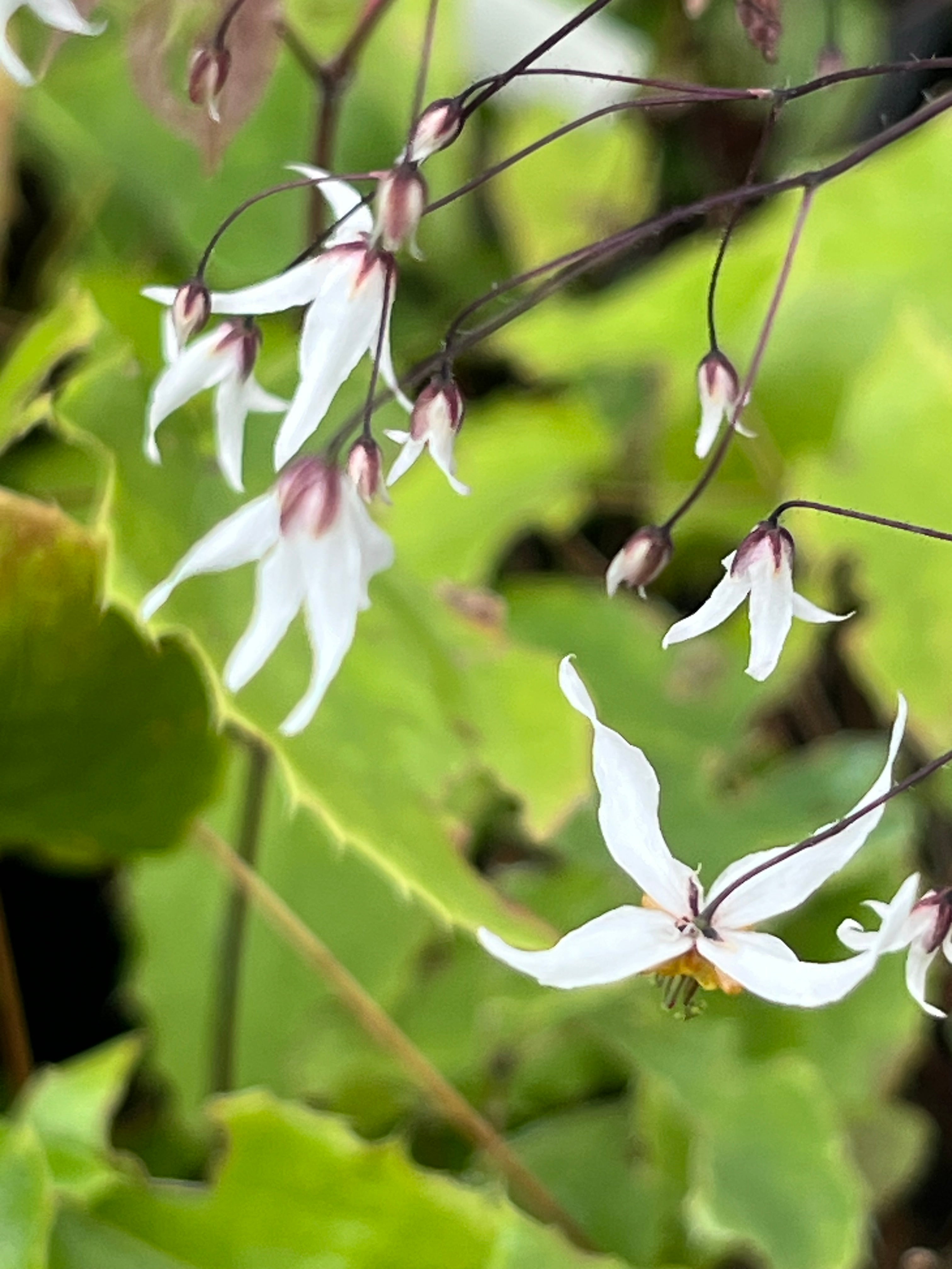 Epimedium pubescens 'Shaanxi Forms' CC 022556