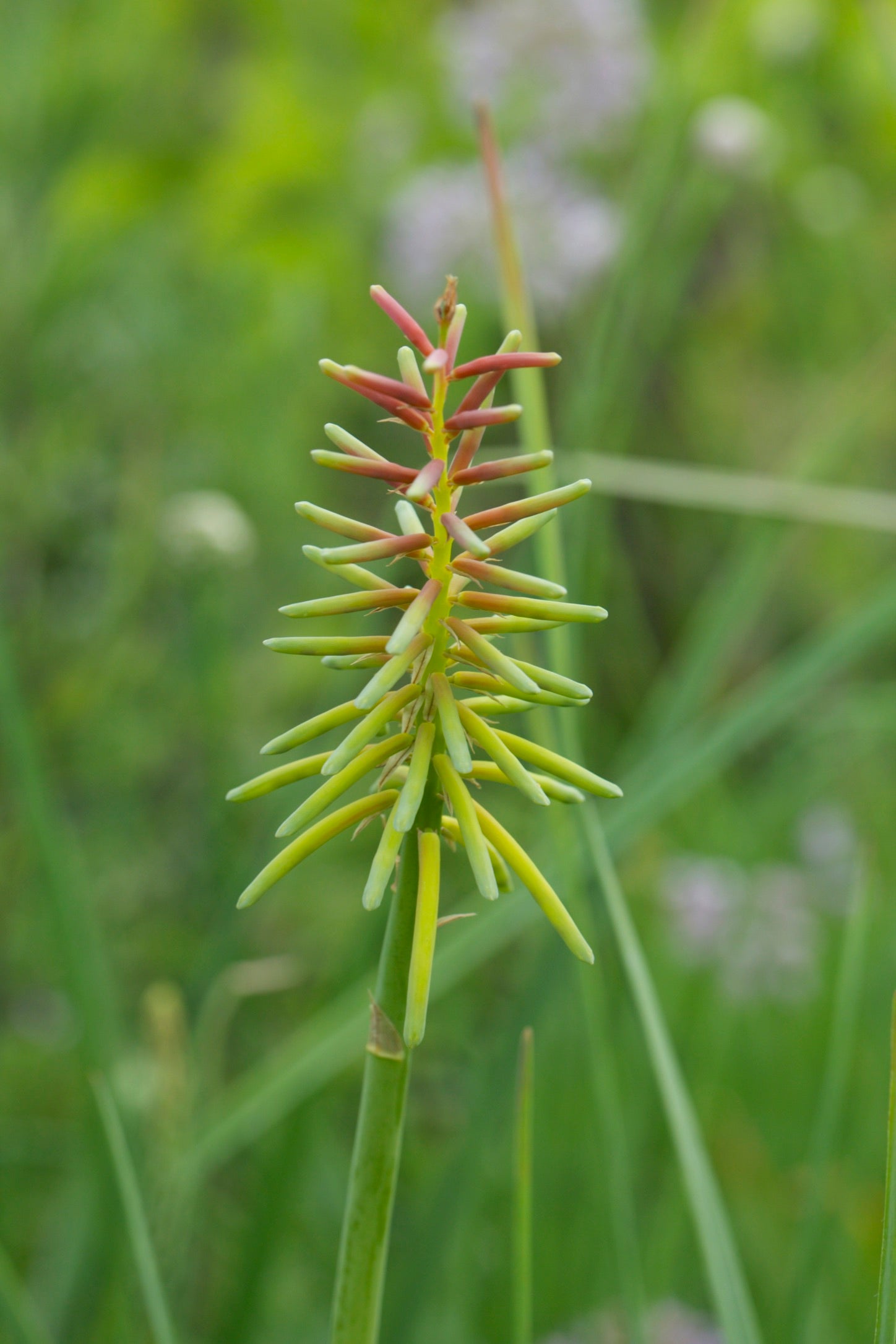 Kniphofia rufa