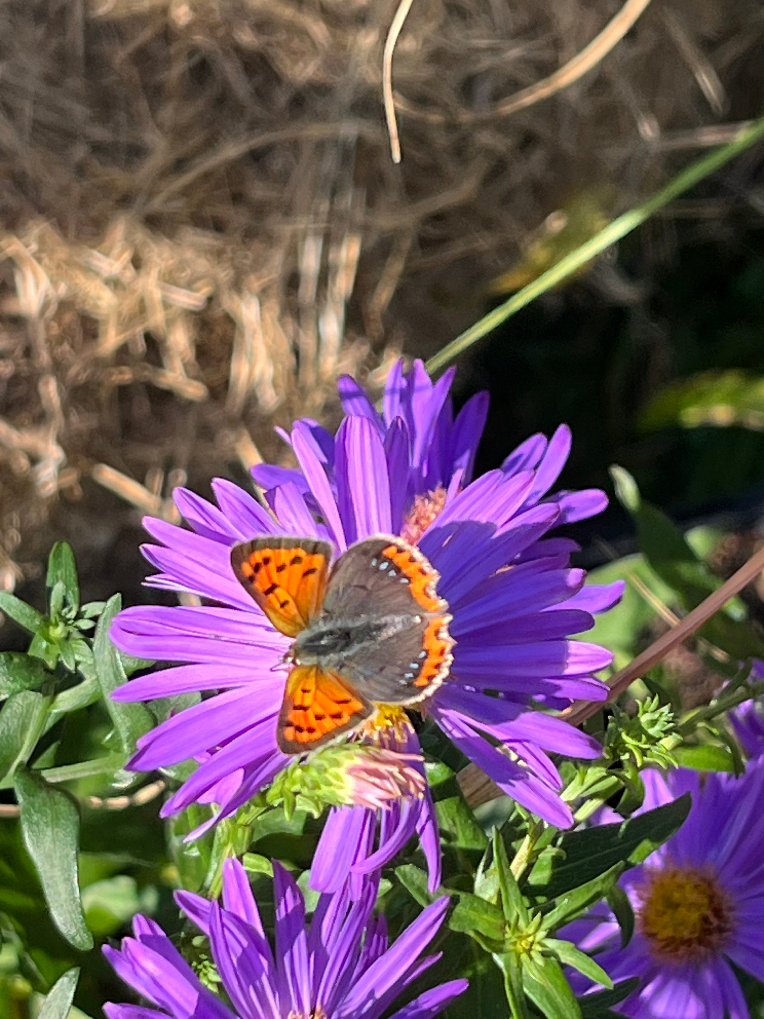 Aster (Symphyotrichum) 'Prairie Purple'