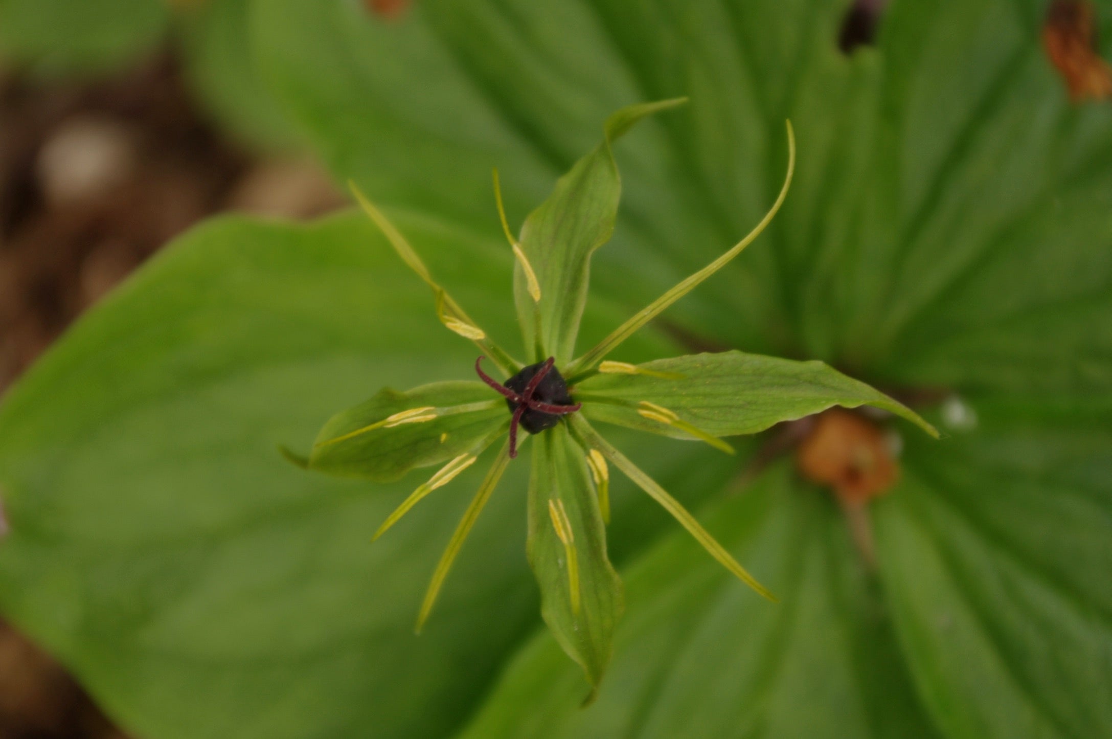 Paris quadrifolia